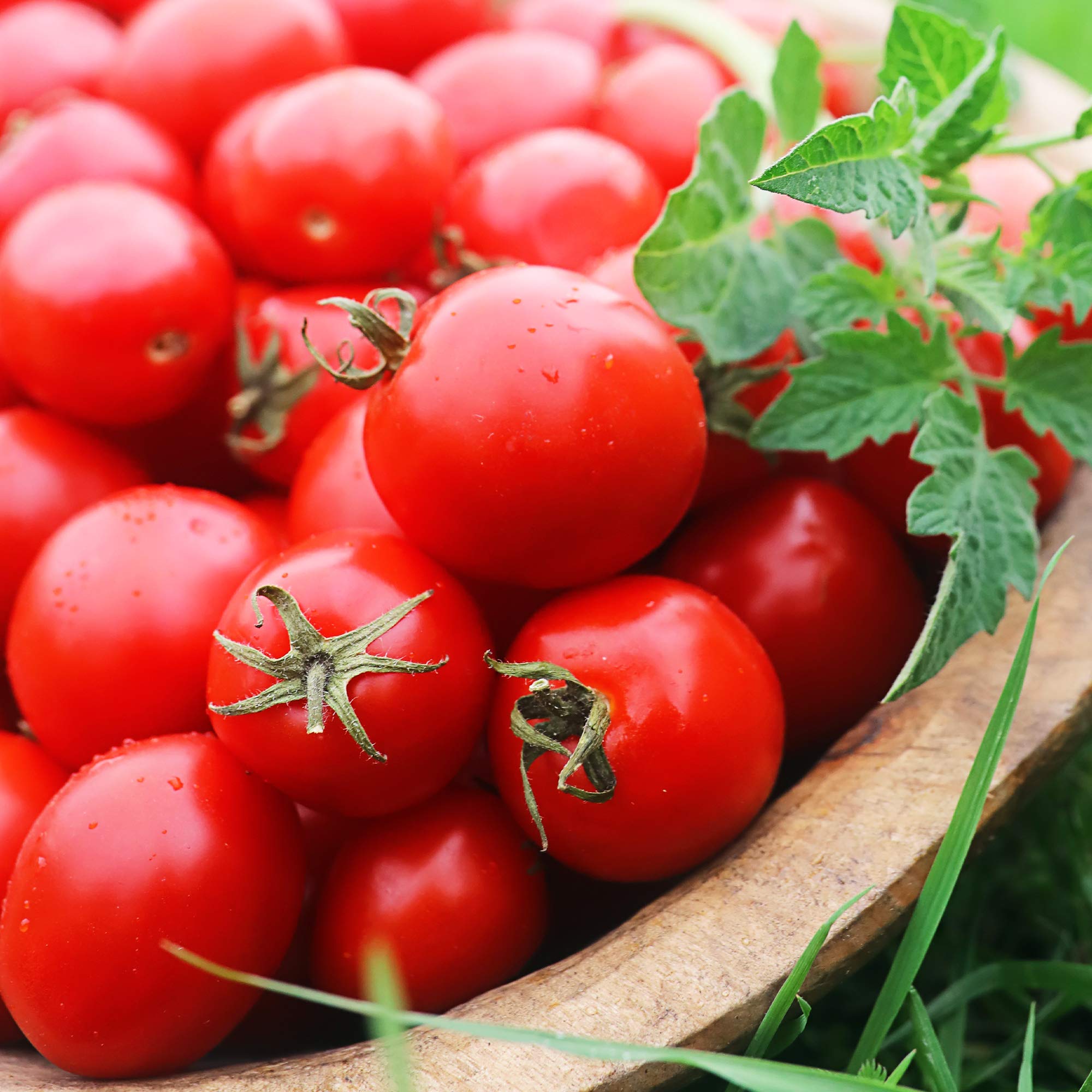 Sweet Chelsea Tomato Garden Seeds - Non-GMO Hybrid, 1 Oz (~7500 Seeds) - VFFNT Resistant, Indeterminate Variety (Solanum lycopersicum) - Perfect for Home Gardens, Containers & Fresh Salads