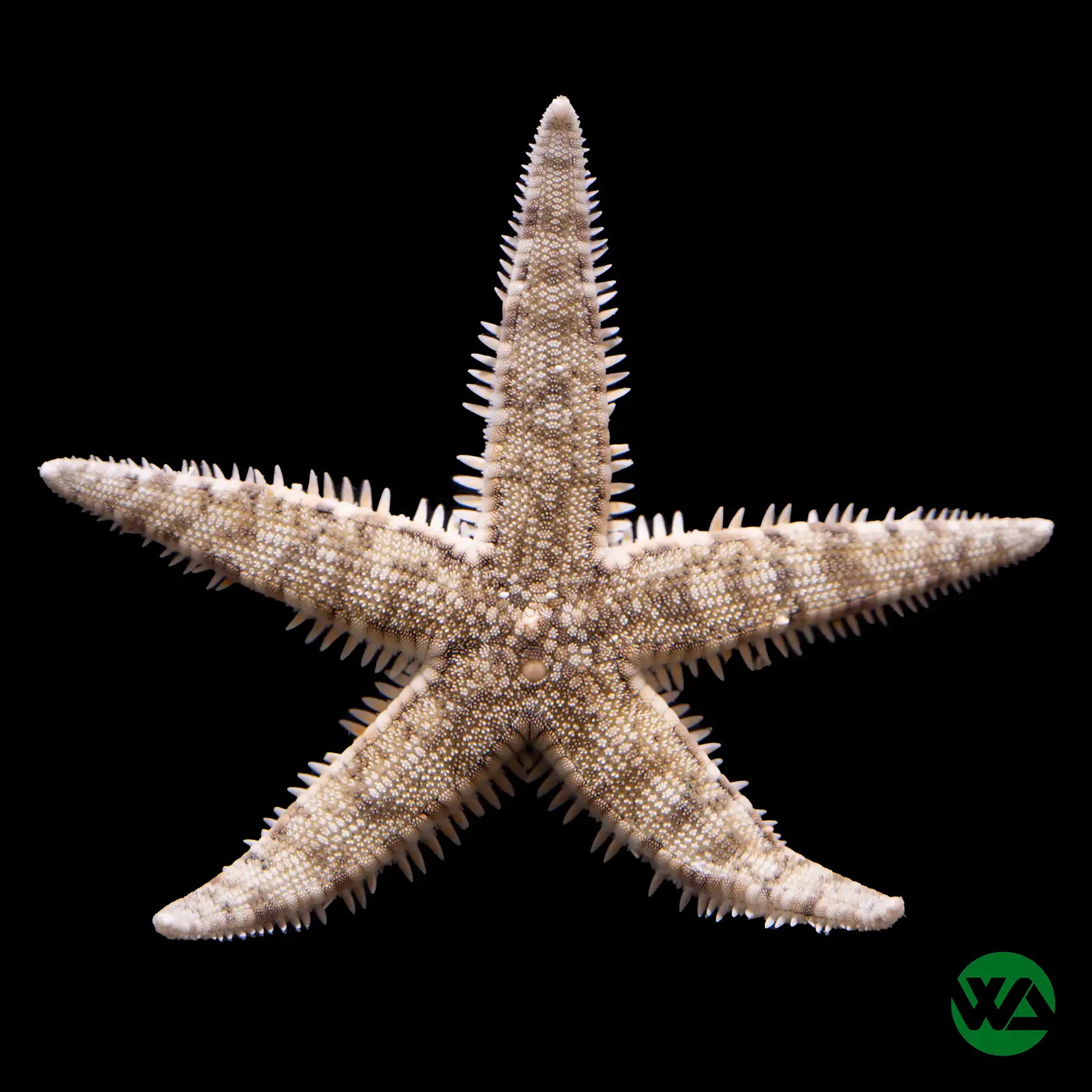 Premium Sand Sifting Starfish (Astropecten polycanthus) - Natural Aquarium Cleaner for Saltwater Tanks | Ideal for Reef & Marine Environments