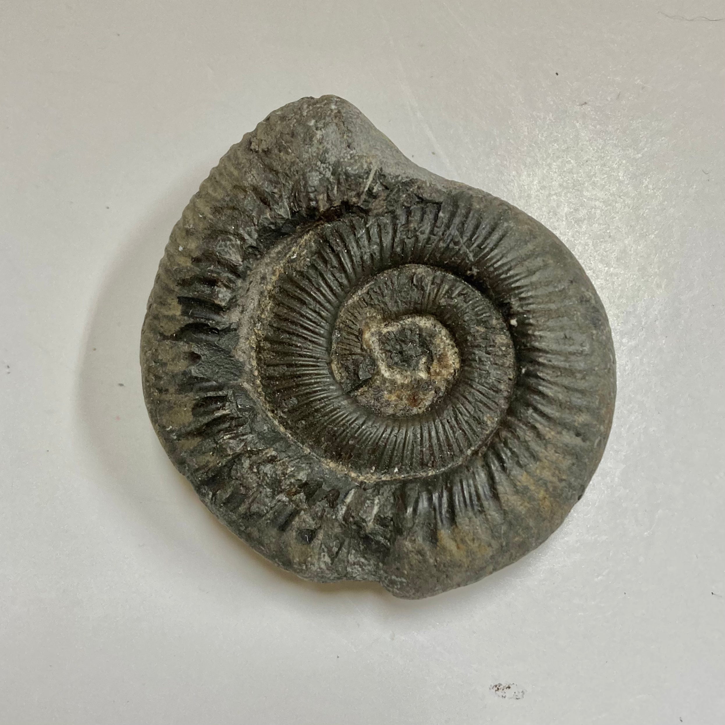 Authentic Dactylioceras Ammonite Fossil - Natural Jurassic Ammonite Specimen for Collectors, Home Decor & Educational Use