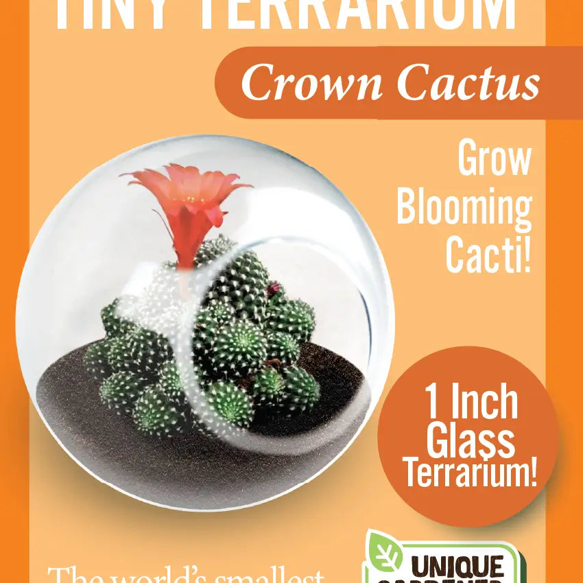 Mini Cactus Terrarium Kit with 6 Unique Succulent Varieties - Perfect for Home Decor, Office Desk, and Gift Ideas
