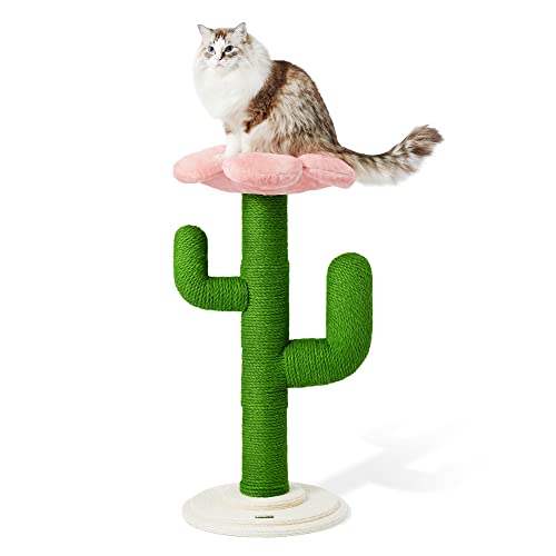 Blooming Cactus