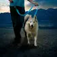 Nite Ize NiteDog® Rechargeable LED Dog Leash - USB Charging, Adjustable & Waterproof for Night Walking, Jogging & Outdoor Safety