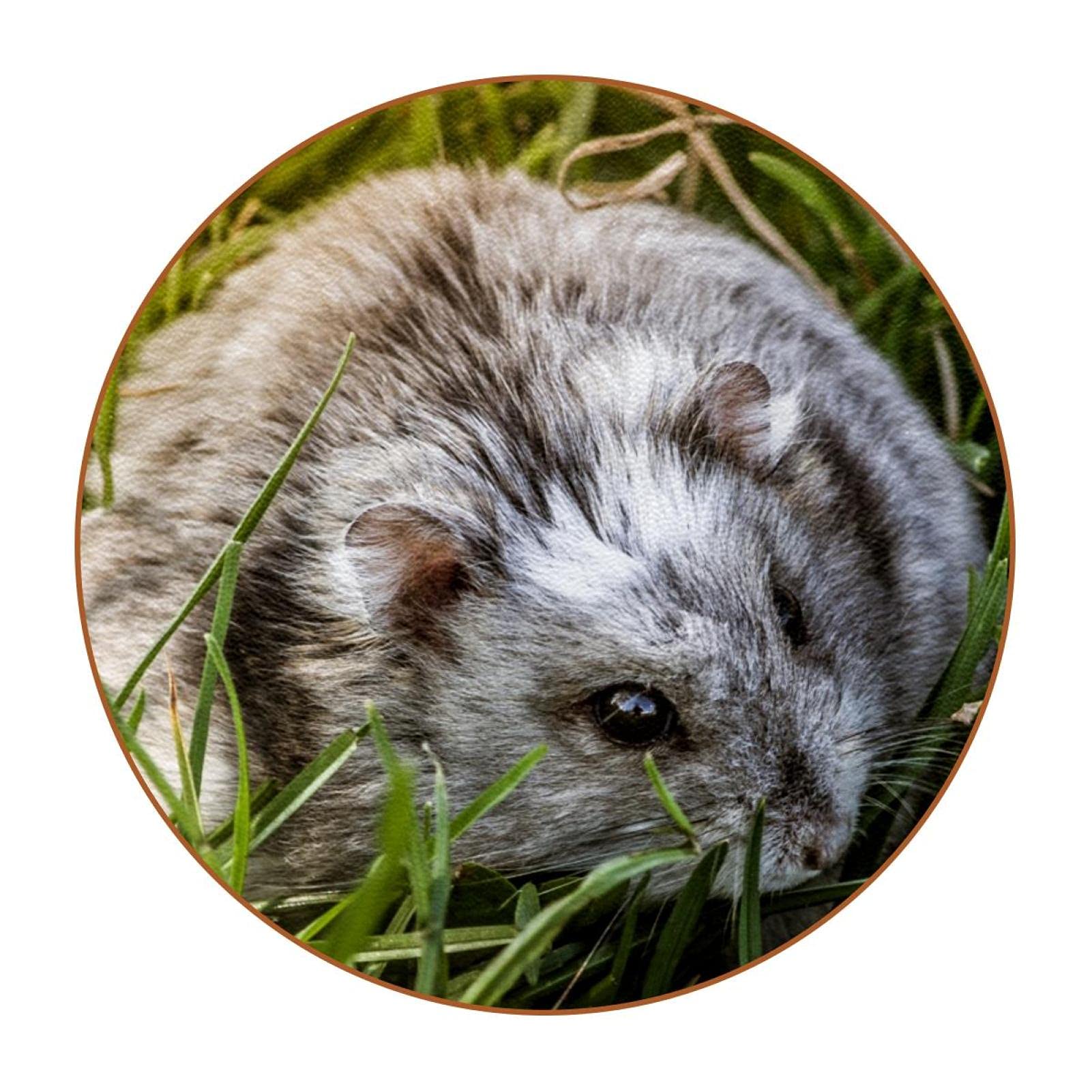 6-Pack Grey Wild Hamster Grassland Drink Coasters Set - Wooden Table Protectors for Coffee Mugs, Wine Glasses & Cups - Perfect Housewarming Gift for Home, Office & Party Decor