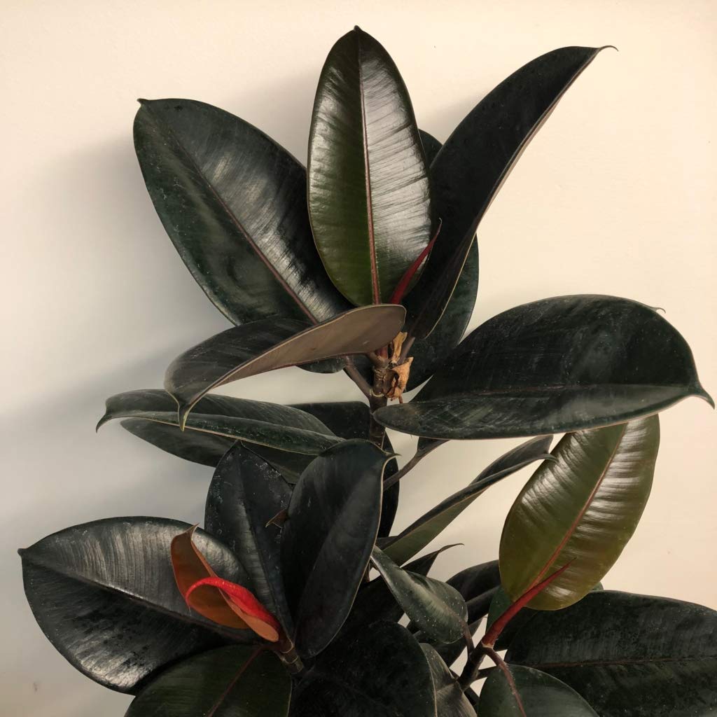 Ficus Elastica Burgundy Rubber Plant - 10 Inch Pot Live Indoor Houseplant - Easy Care Air Purifying House Plant for Home, Office & Living Room Decor