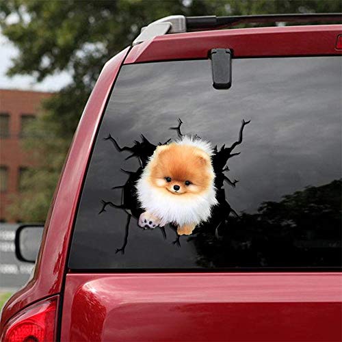 Pomeranian -01