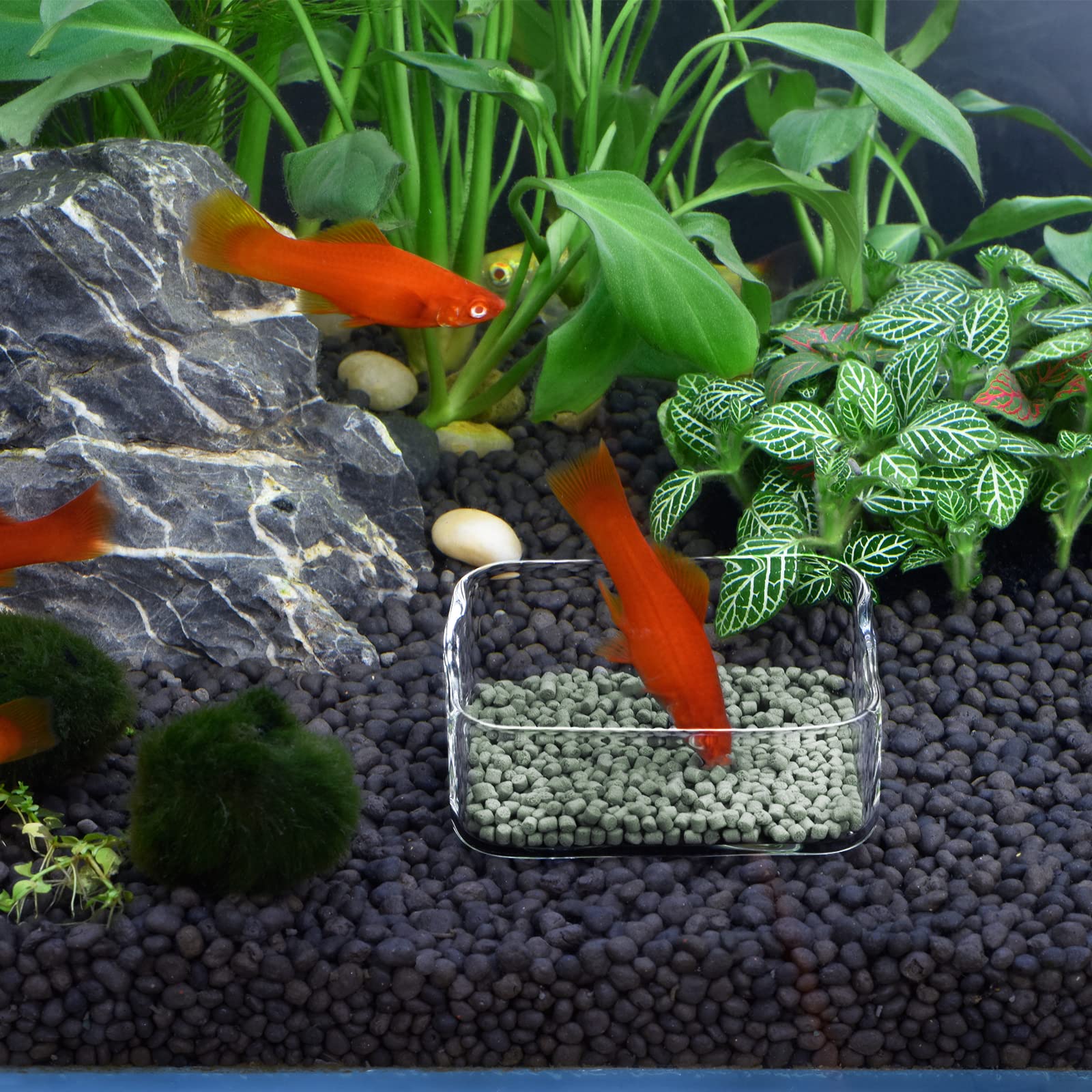 WEAVERBIRD Glass Shrimp Feeder Dish - Clear Square Fish Tank Bowl for Aquarium Feeding