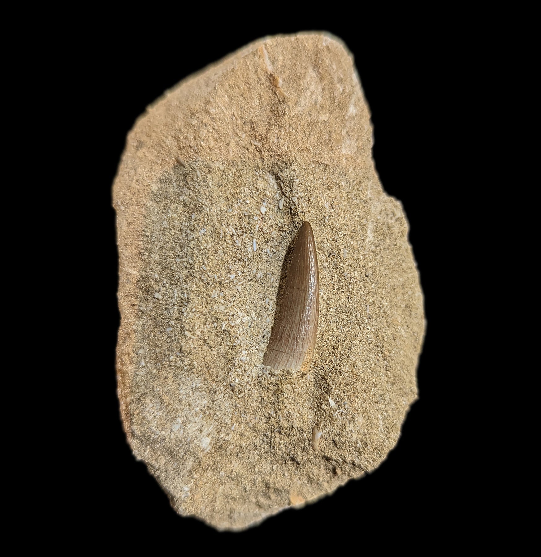 Authentic Elasmosaurus Dinosaur Tooth Fossil in Natural Matrix - Perfect for Paleontology Collectors & Dinosaur Enthusiasts - Great for Home Display, Educational Use & Gift Giving