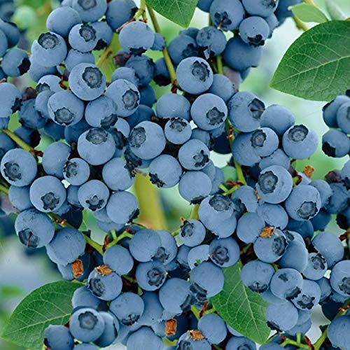 Sharpblue Highbush Blueberry Live Plants (4 Starter Plants) - Vaccinium corymbosum - Fresh Fruit Garden Planting for Home, Patio & Backyard