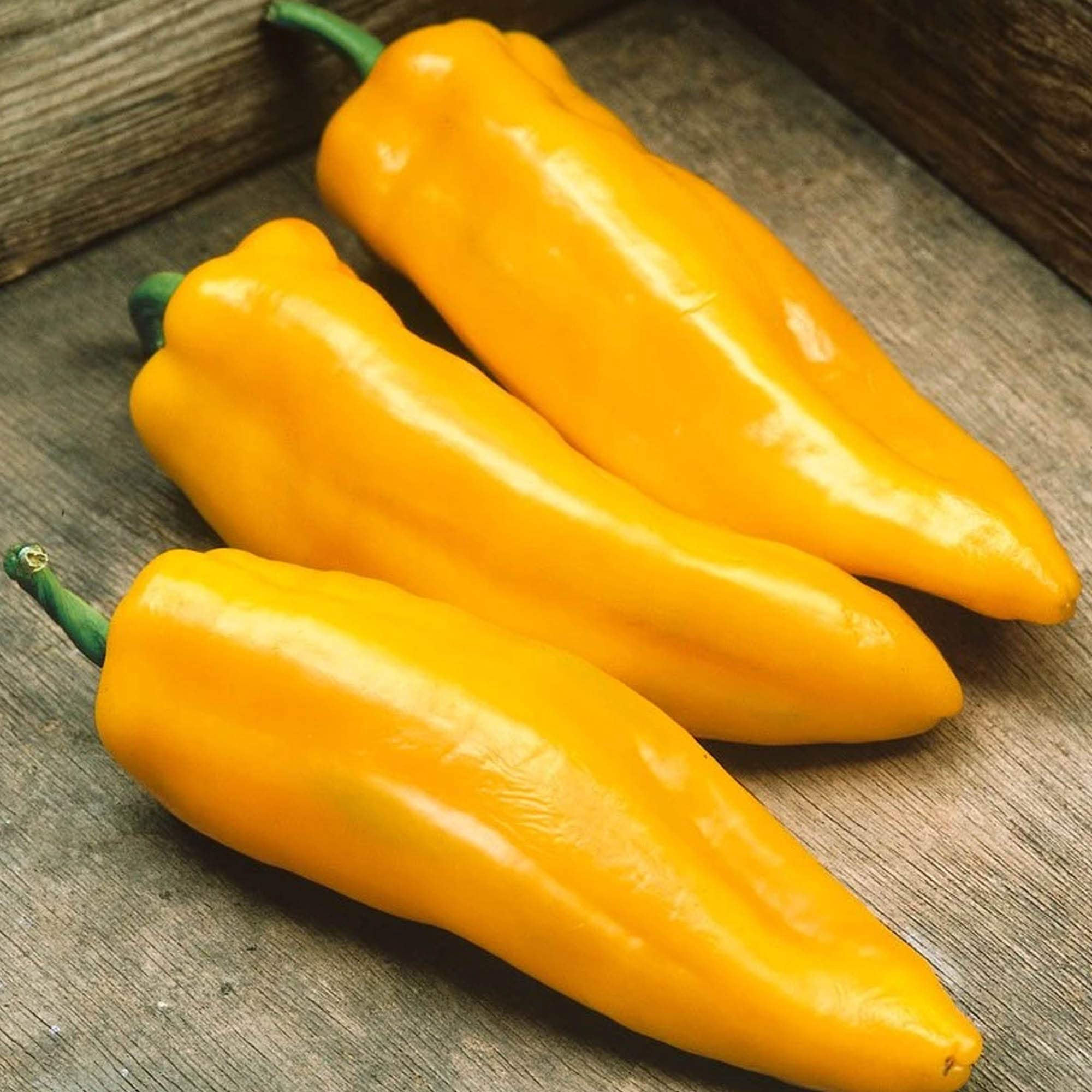 Mama Mia Giallo F1 Hybrid Pepper Seeds - 1 OZ (~3,360 Seeds) | Non-GMO, Sweet Pepper Vegetable Seeds for Home Gardening | Perfect for Container, Raised Bed & Backyard Planting