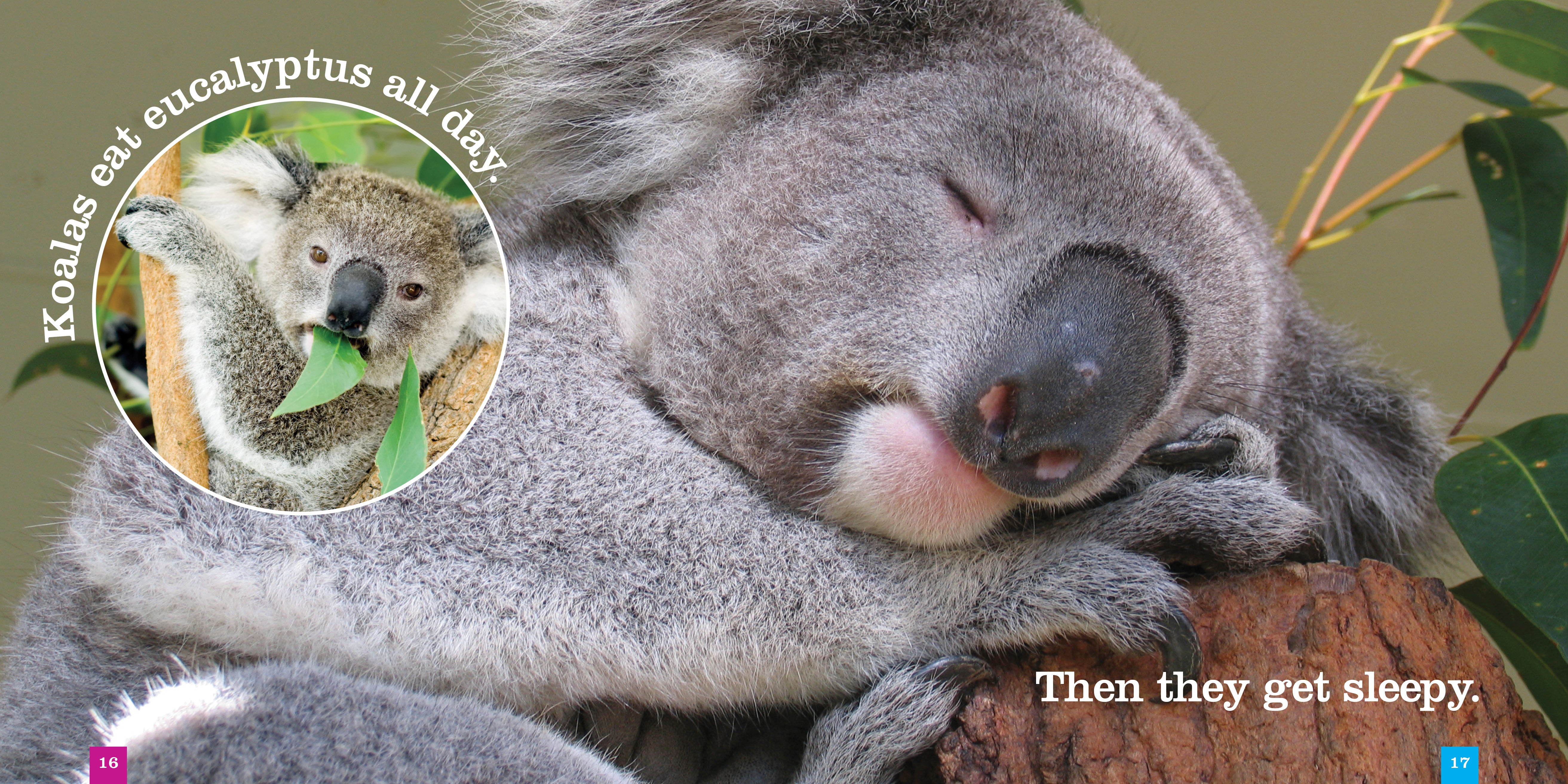 Koalas Book - ISBN 9781608184552 - Learn About Koalas for Kids & Adults - Perfect for School Projects & Animal Lovers