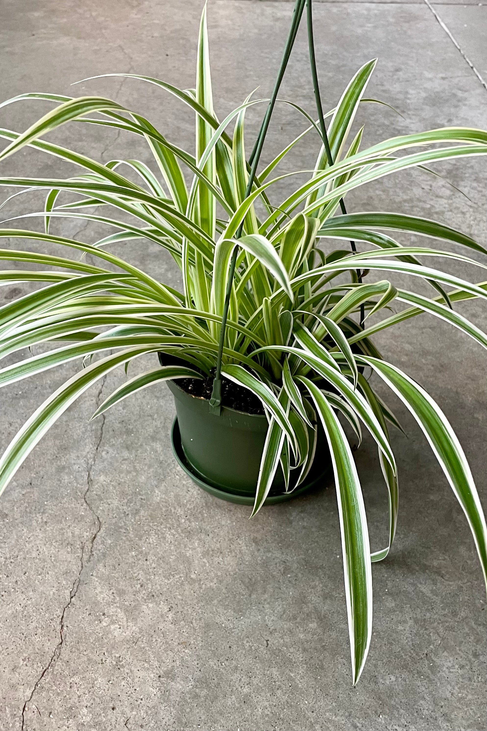 Variegated Spider Plant (Chlorophytum comosum 'Variegatum') - 6