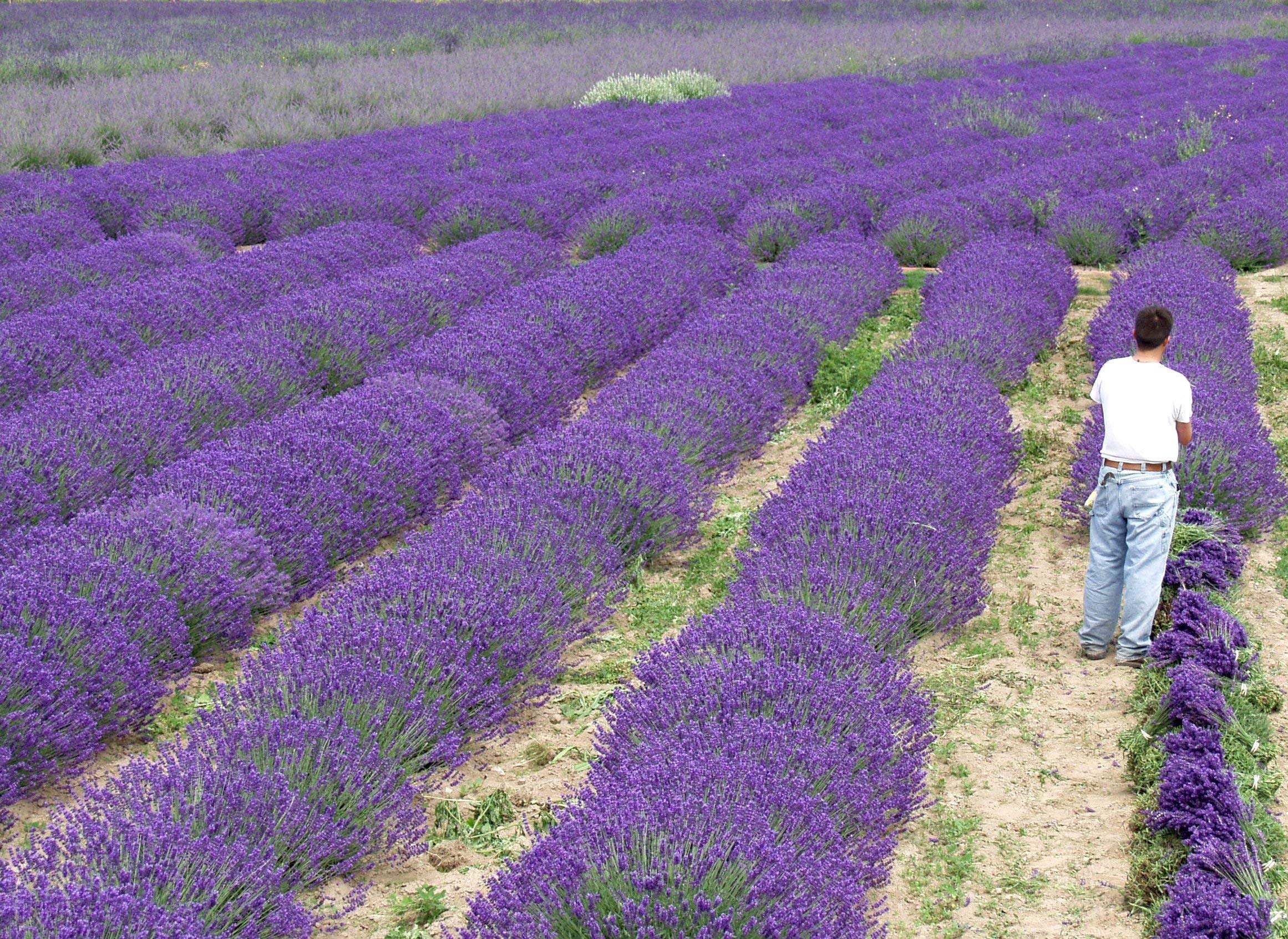 Lavender x Intermedia Phenomenal Plants - 4