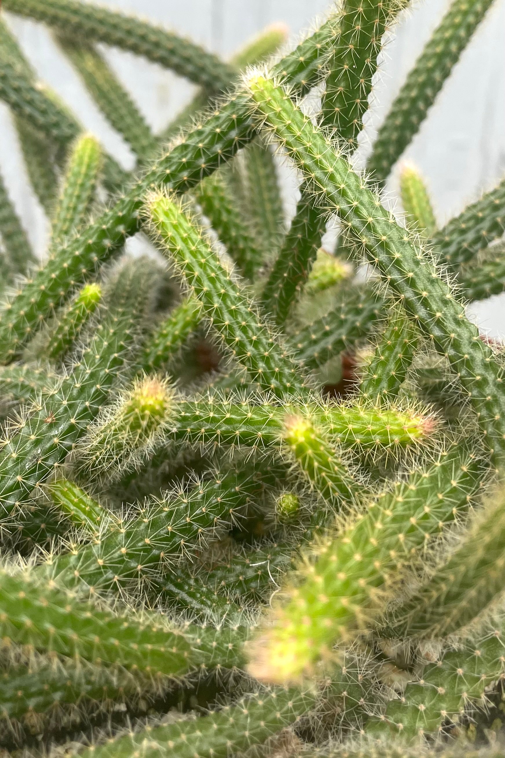 Disocactus Flagelliformis (Rat Tail Cactus) - 6 Inch Live Succulent Plant for Home & Office Decor | Perfect for Hanging Baskets, Windowsills & Gift Giving