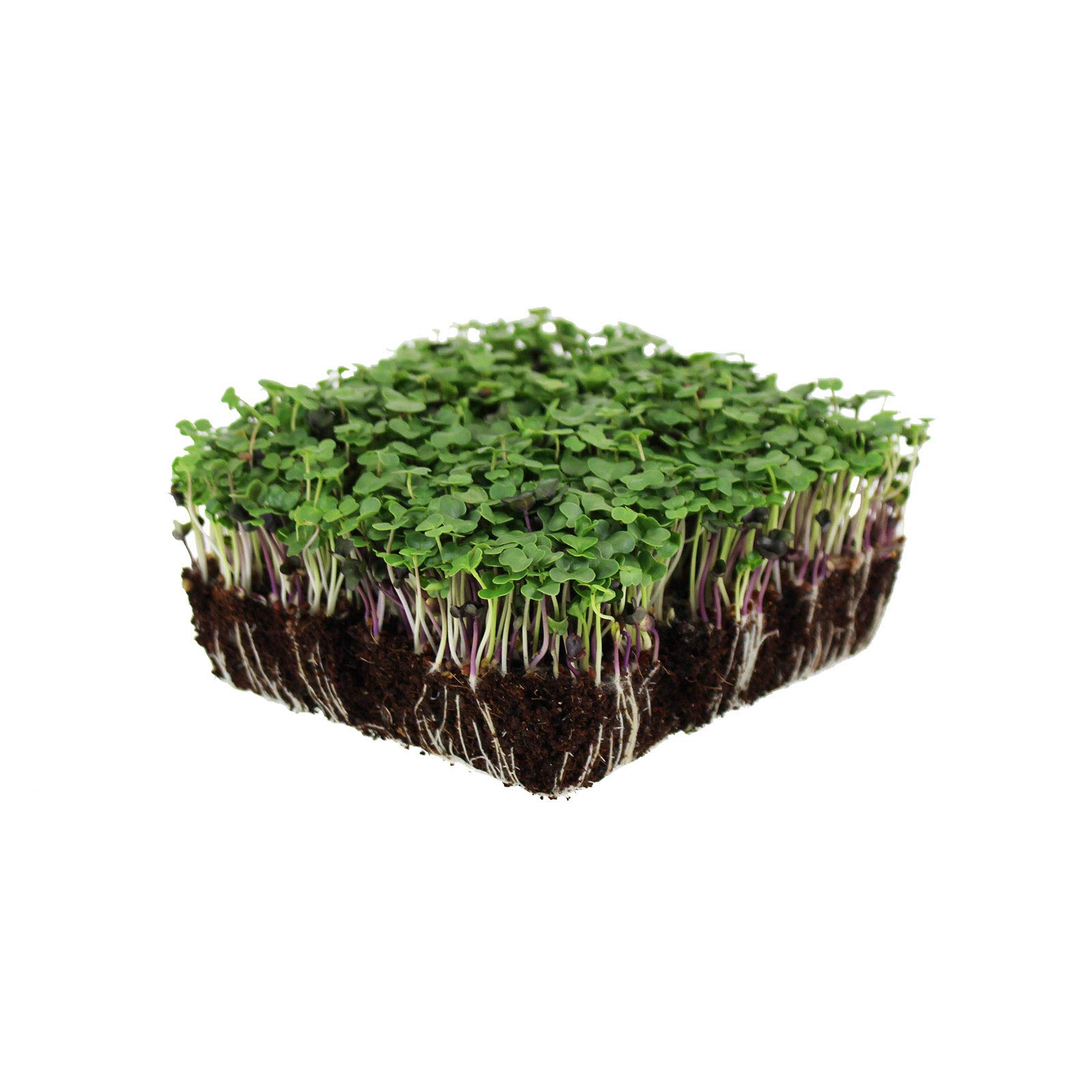 Organic Basic Salad Mix Microgreens Seeds - 25 Lb Resealable Bulk Bag for Indoor Gardening, Hydroponics & Homegrown Microgreens | Perfect for Salads, Smoothies & Healthy Eating