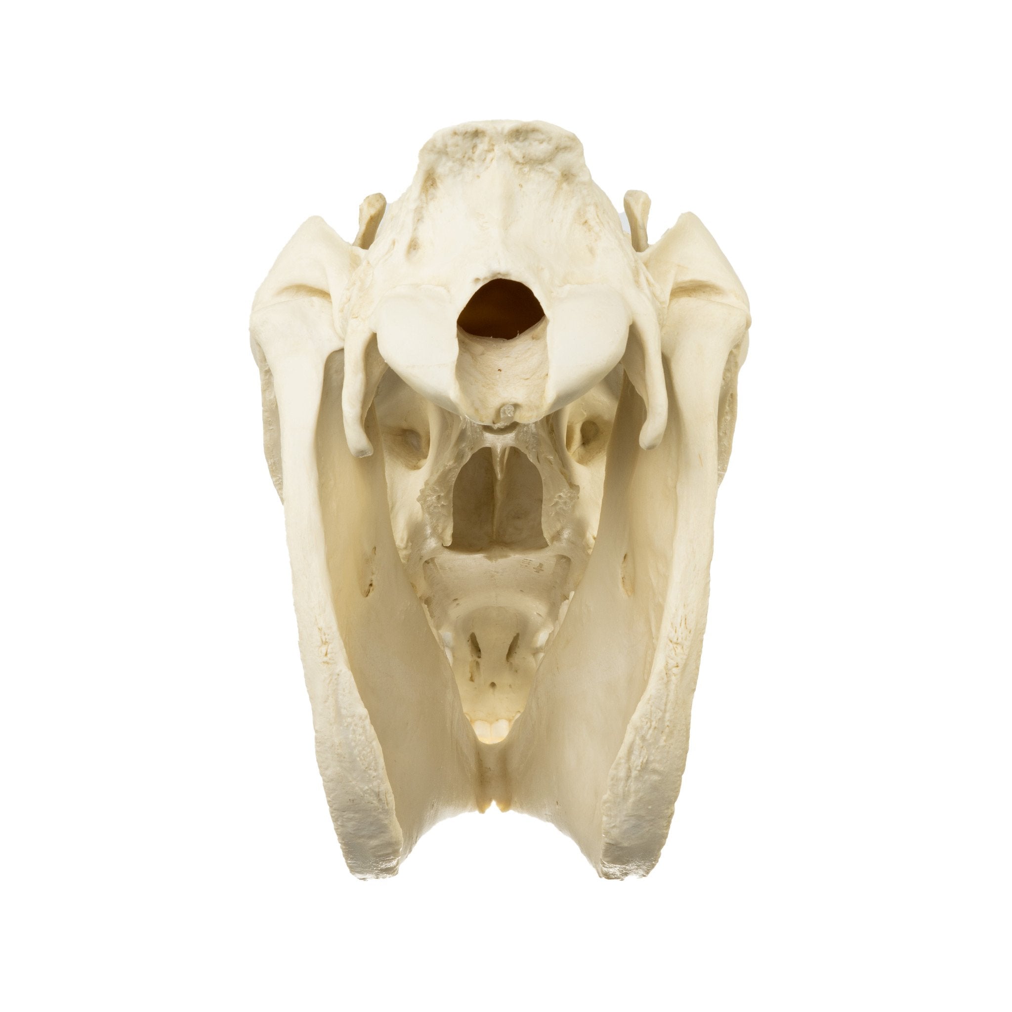 Authentic Replica Horse Skull - Lifelike Animal Skull Decor for Home, Office, or Halloween Display