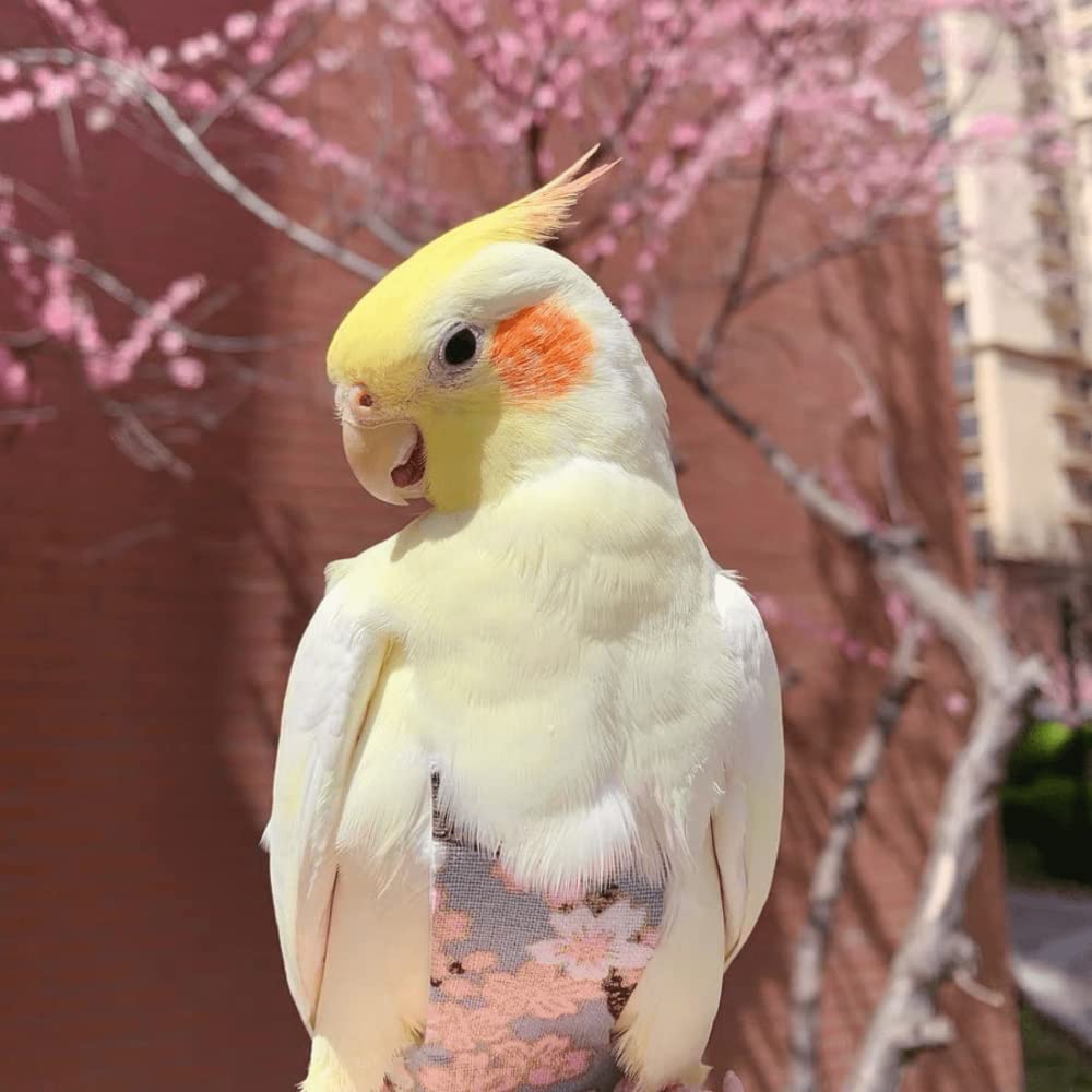 Bird Flight Suits Diapers for Monk Parakeets & Cockatiels - Washable Parrot Clothes Costume with Nappy Liner (Medium, Pink) | Perfect for Training, Travel & Home Use