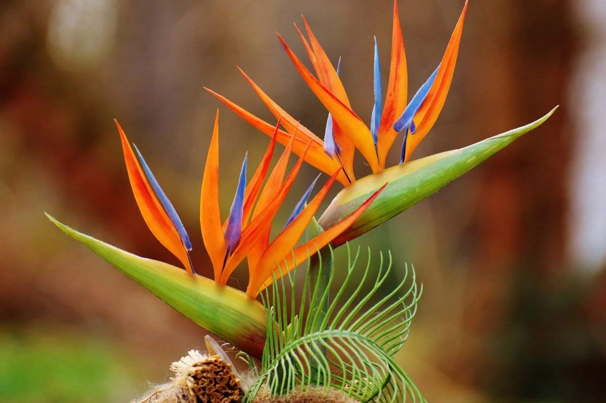 Exotic Strelitzia Reginae Seeds - Bird of Paradise Flower Plants for Indoor & Outdoor Gardening | Tropical Perennial Blooms for Home Decor, Landscaping & Gift Giving