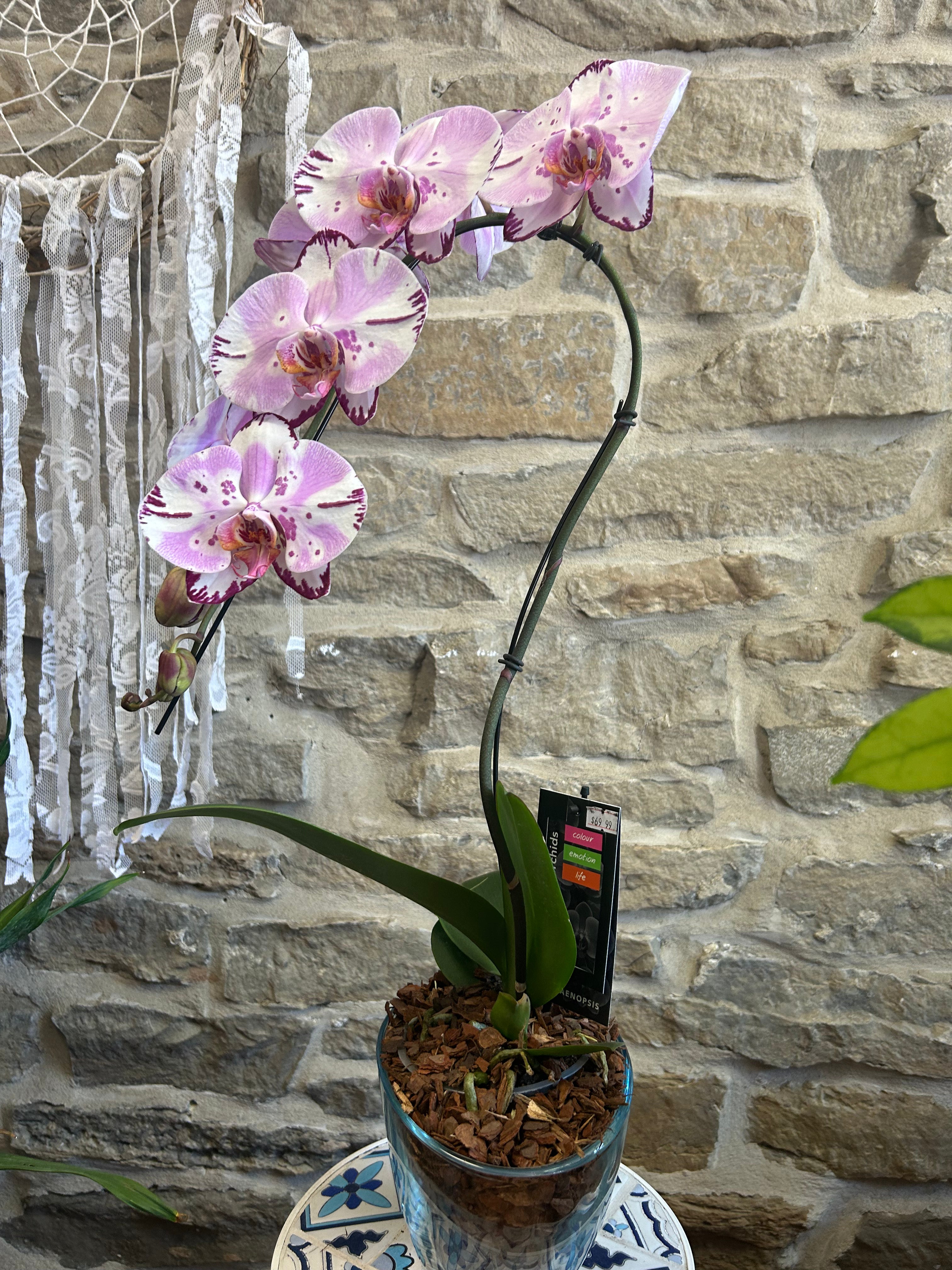 Exquisite Swan Orchids - Premium Artificial Silk Flowers for Home Decor, Wedding Centerpieces & Floral Arrangements
