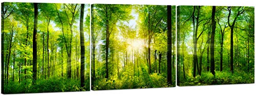 5201 - Forest