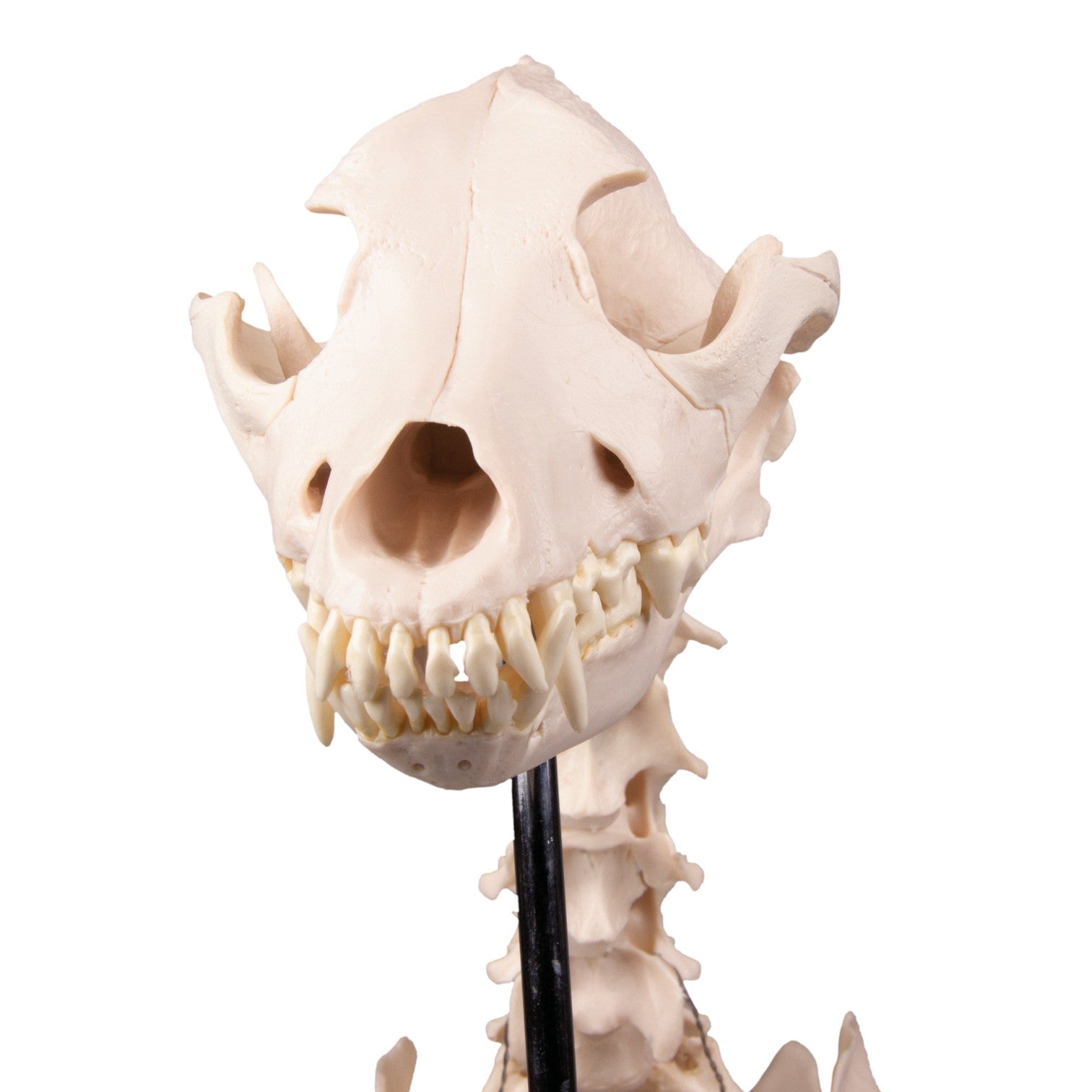 Realistic Replica Dog Skeleton Olaf - Halloween Pet Costume & Home Decor for Spooky Parties, Themed Events, and Veterinary Education