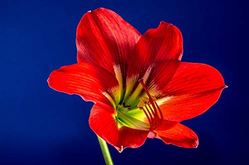 20x30 Inch Red Bloom Flower Blossom Laminated Poster - Vibrant Colors & High-Quality Print - Perfect for Living Room, Bedroom, Office Decor - Wall Art Home Decoration