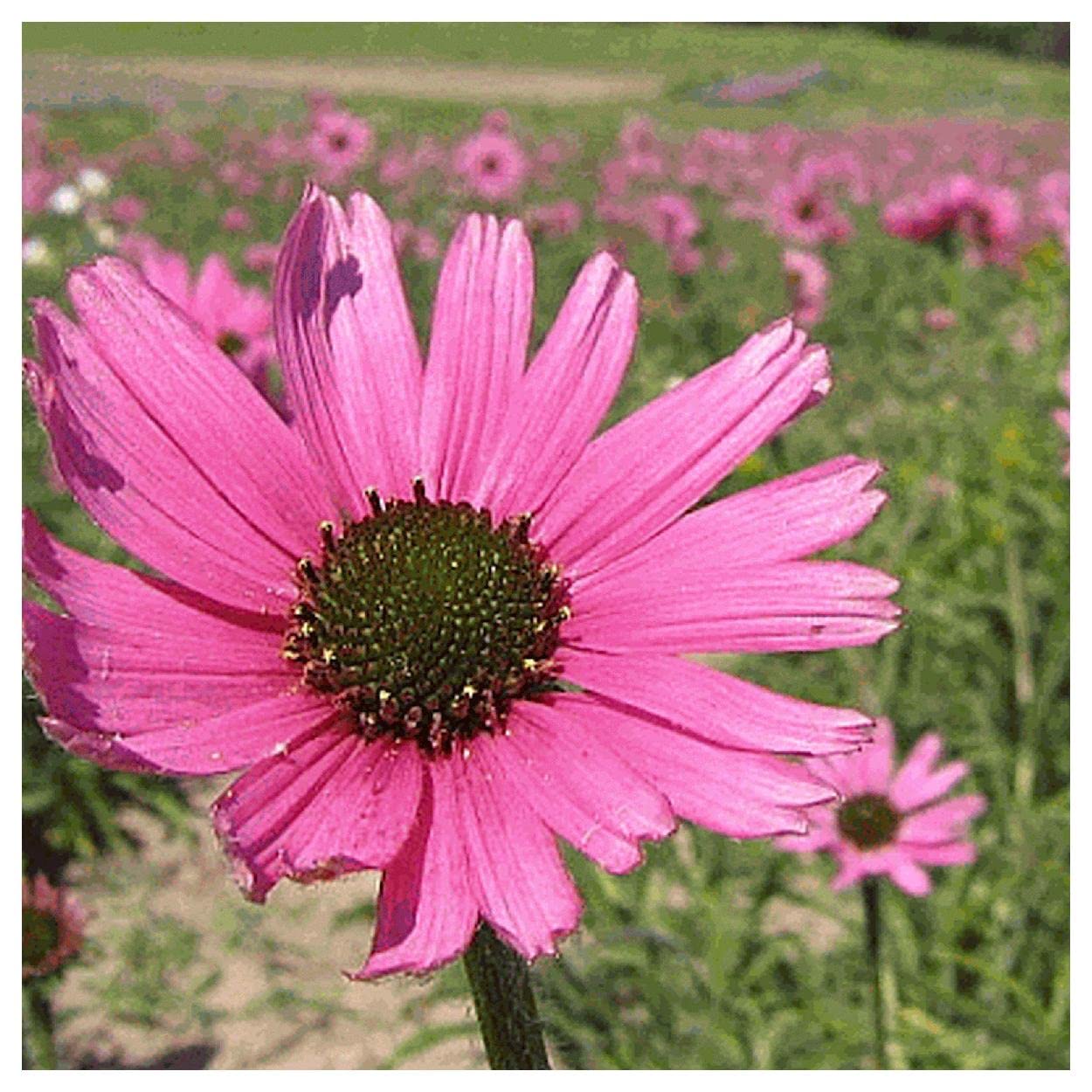 Everwilde Farms - 50 Tennessee Coneflower Native Wildflower Seeds - Gold Vault Jumbo Seed Packet for Pollinator Gardens & Landscaping