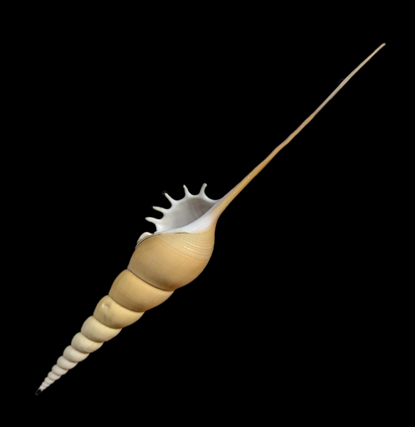 Tibia Fusus Shell - Natural Seashell for Beach Decor, Crafts, and Marine Collections | Perfect for Home Décor, DIY Projects, and Aquarium Displays