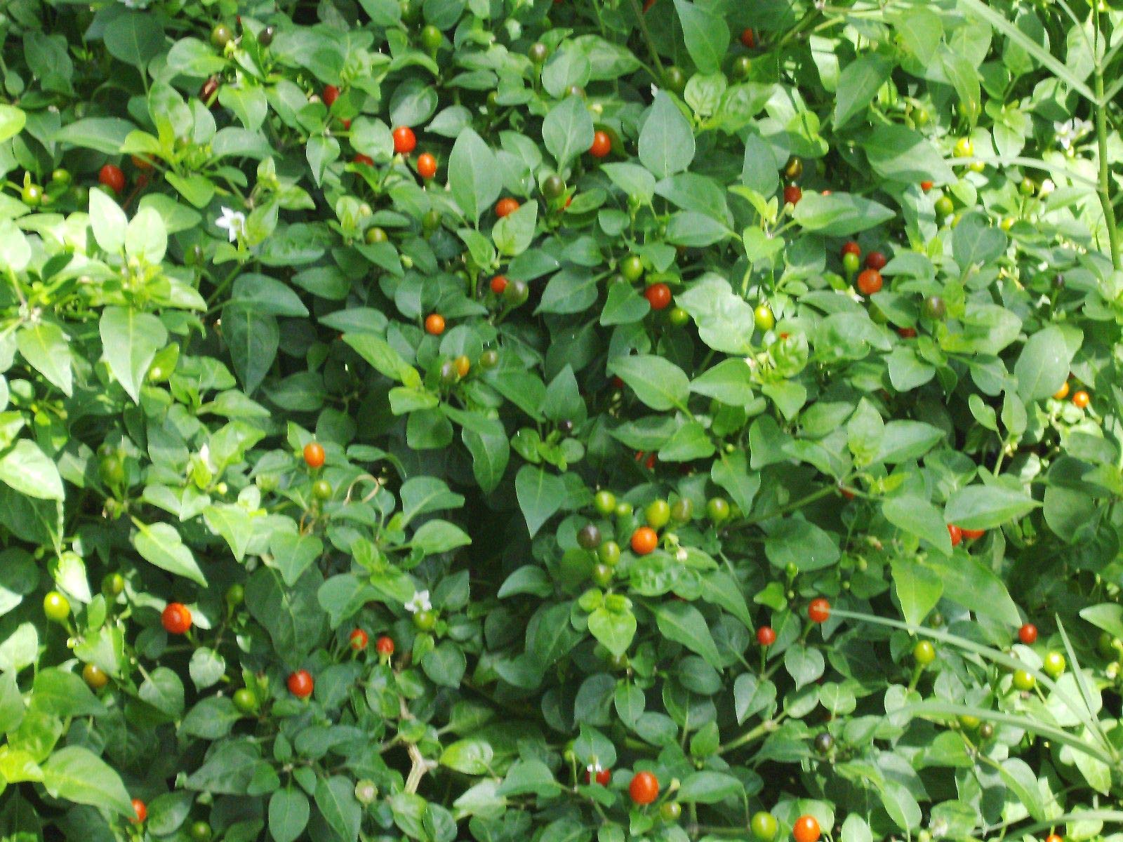 Colorful Birds Eye Pepper Seeds - 50 Pack for Home Gardening, Hot Peppers for Cooking & Spicy Dishes - Perfect for Salsa, Sauces & Asian Cuisine