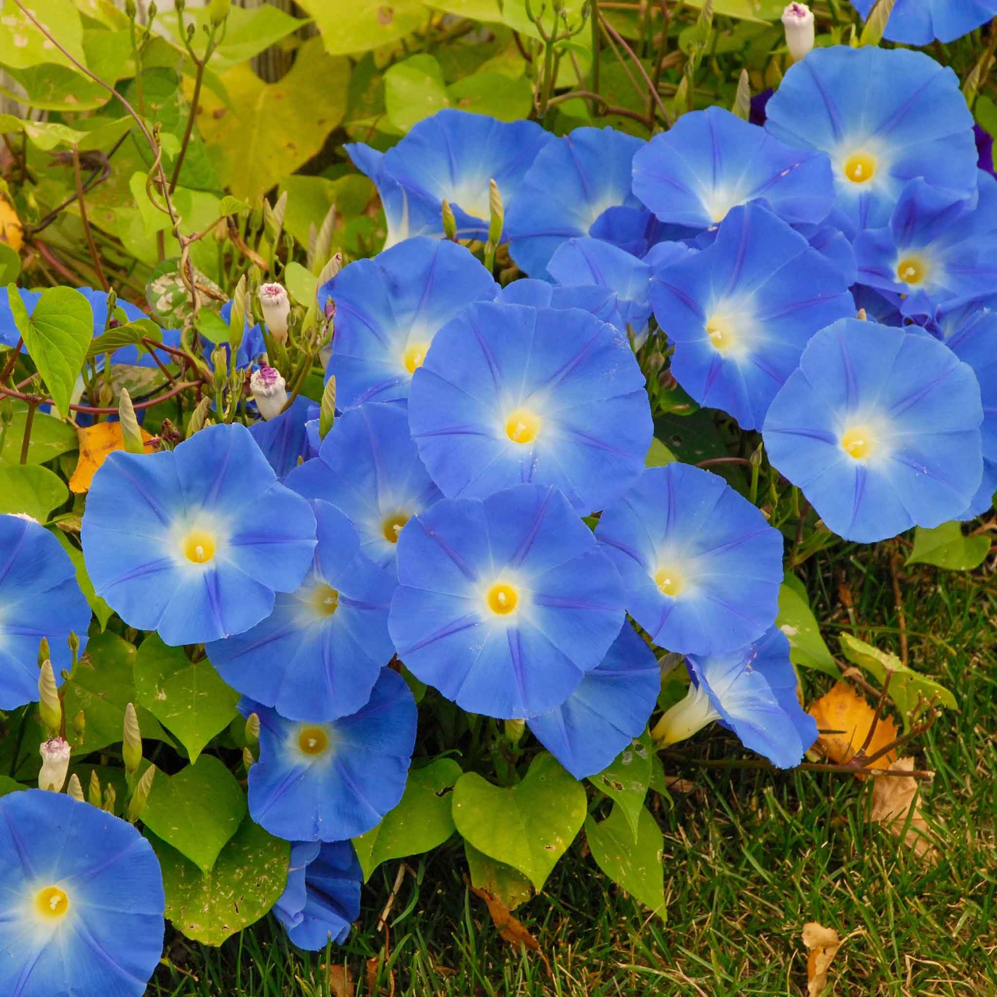 Heavenly Blue Morning Glory Seeds - Non-GMO Flower Seeds for Planting | Easy to Grow, Low Maintenance | Perfect for Spring Planting in USDA Zones 1-10 | Great for Garden Borders, Trellises & Container Gardening