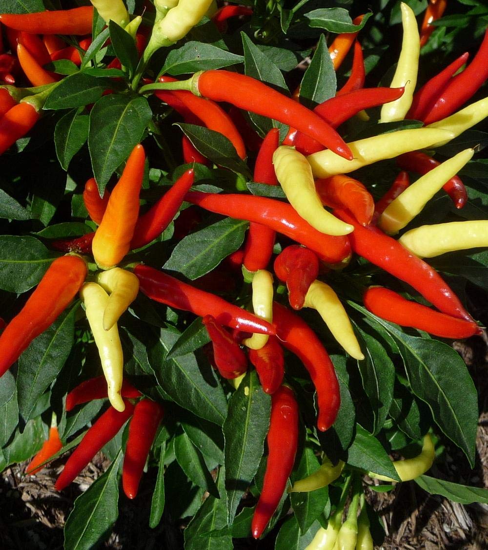 Non-GMO Heirloom Ornamental Hot Chili Pepper Seeds Mix - Home Garden Planting, Cooking & Decorative Use