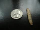5000 Live Waxworms/Bee Moths in 20 Cups - Premium Fishing Bait, Reptile Food for Lizards & Bearded Dragons, Bird & Zoo Animal Feed - Ideal for Fishing Trips, Pet Reptile Care & Wildlife Rehabilitation Centers
