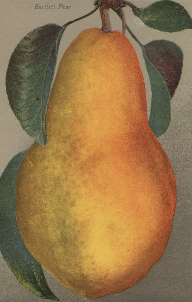 Bartlett Pear Fruit Chromo Lithograph - 12x18 Inch Vintage Wall Art Poster for Home, Kitchen & Dining Room Decor | Perfect for Farmhouse, Cottage & Rustic Style Interiors