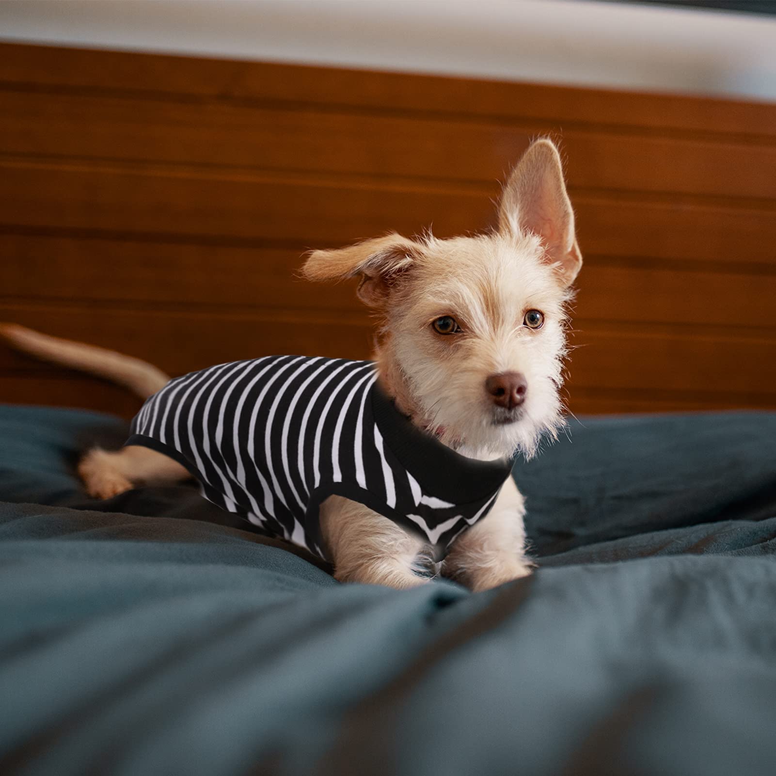 SAWMONG Dog Recovery Suit - Post-Surgery Surgical Suit for Female & Male Dogs - Soft Onesie Alternative to E-Collar Cone - Black, Small - Perfect for Spay/Neuter Recovery & Wound Protection