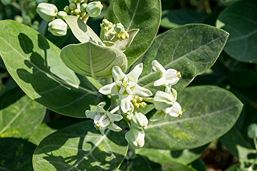 Swamp Milkweed Ice Ballet Seeds - Asclepias Incarnata Rose Milkweed for Butterfly Gardens & Pollinator Habitats