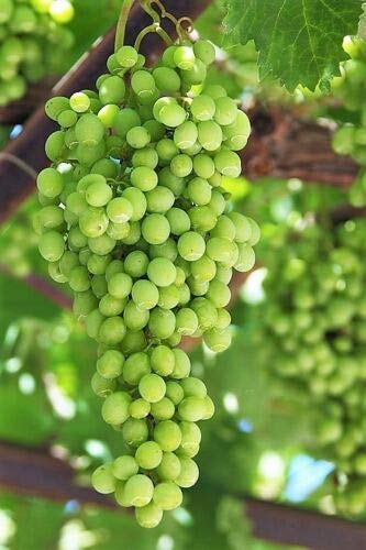 50 Green Grape Seeds - Vitis Vinifera Fruit Vine for Planting | Grow Your Own Organic Grapes at Home for Fresh Eating, Juicing, and Wine Making