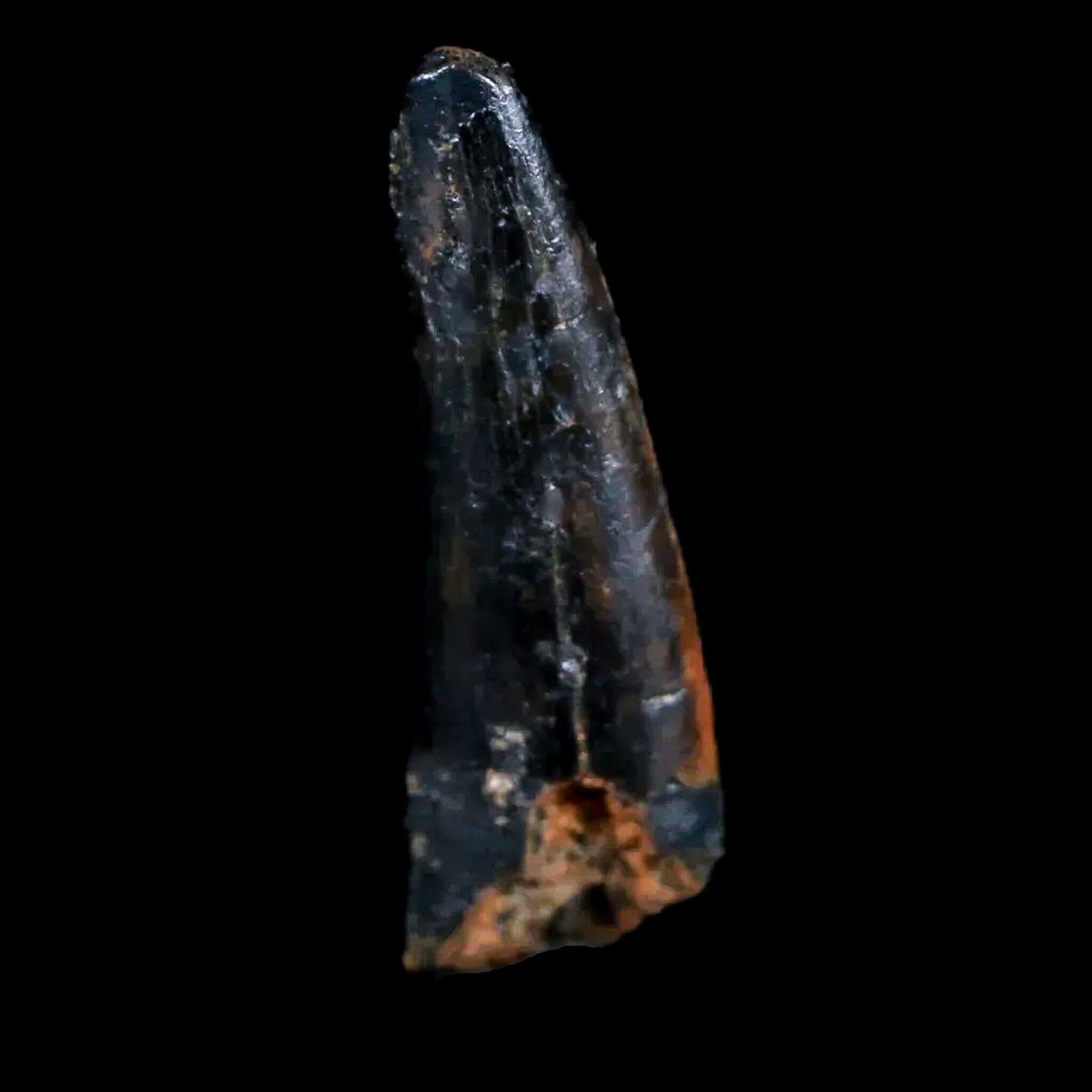 Authentic Pterosaur Coloborhynchus Fossil Tooth - Upper Cretaceous Era - Morocco - Includes COA & Display Case - Perfect for Collectors, Paleontology Enthusiasts, and Home Decor