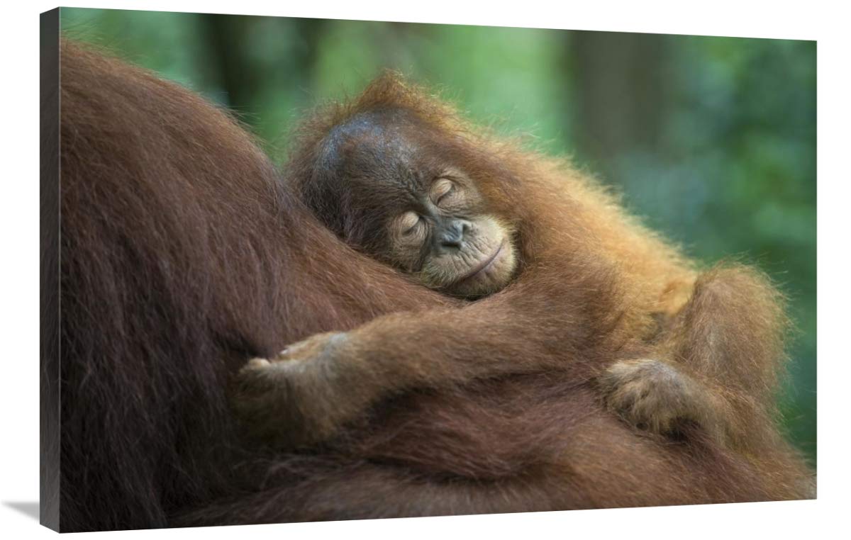 24 x 36 Inch Sumatran Orangutan Art Print - Baby Sleeping on Mother in North Sumatra Indonesia by Suzi Eszterhas | Wildlife Wall Decor for Living Room, Nursery & Office