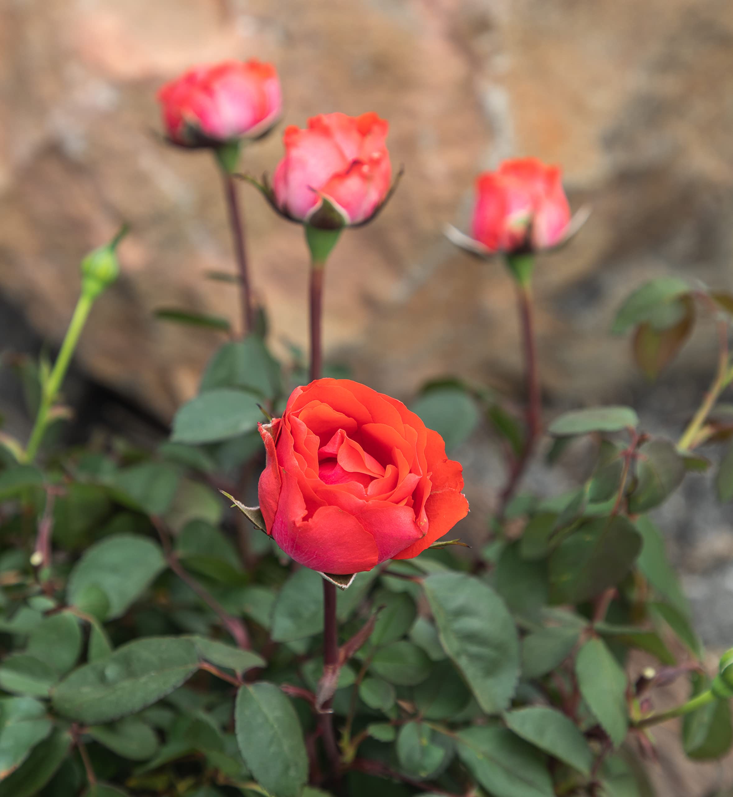 Fresh Orange Roses for Delivery Prime - Live Rose Bush Plants in Pots, Perfect Plant Lover Gifts & Outdoor Garden Decor - Ideal for Home Decor, Weddings, and Special Occasions