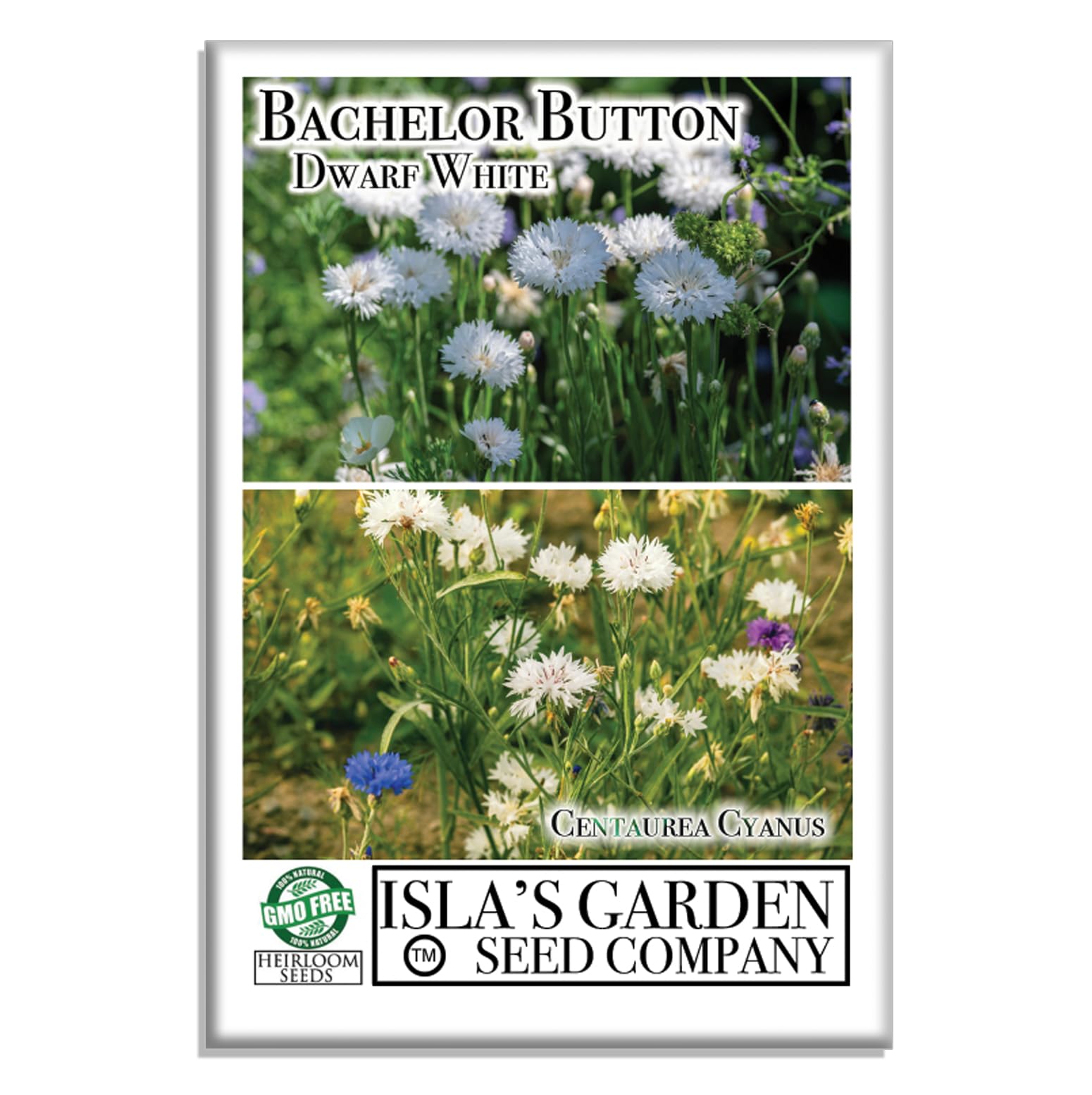 Dwarf White Bachelor Button Flower Seeds for Planting - 200+ Seeds Per Packet, Centaurea Cyanus (White Cornflower) by Isla's Garden Seeds | Perfect for Home Gardens, Wedding Decor & DIY Floral Arrangements