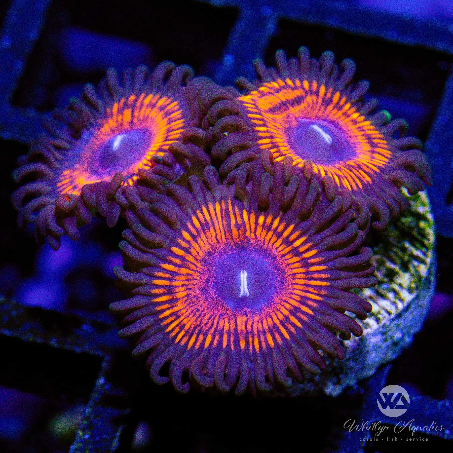 C16 Armageddon Zoa Coral - Premium WYSIWYG Live Coral for Saltwater Aquariums | Perfect for Reef Tanks & Marine Displays
