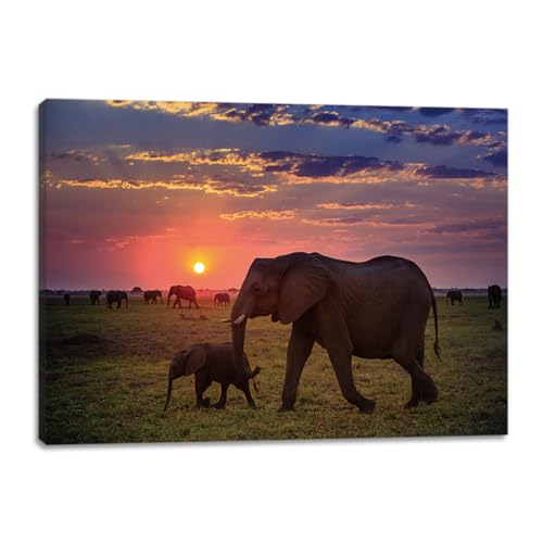 Elephant African Sunset