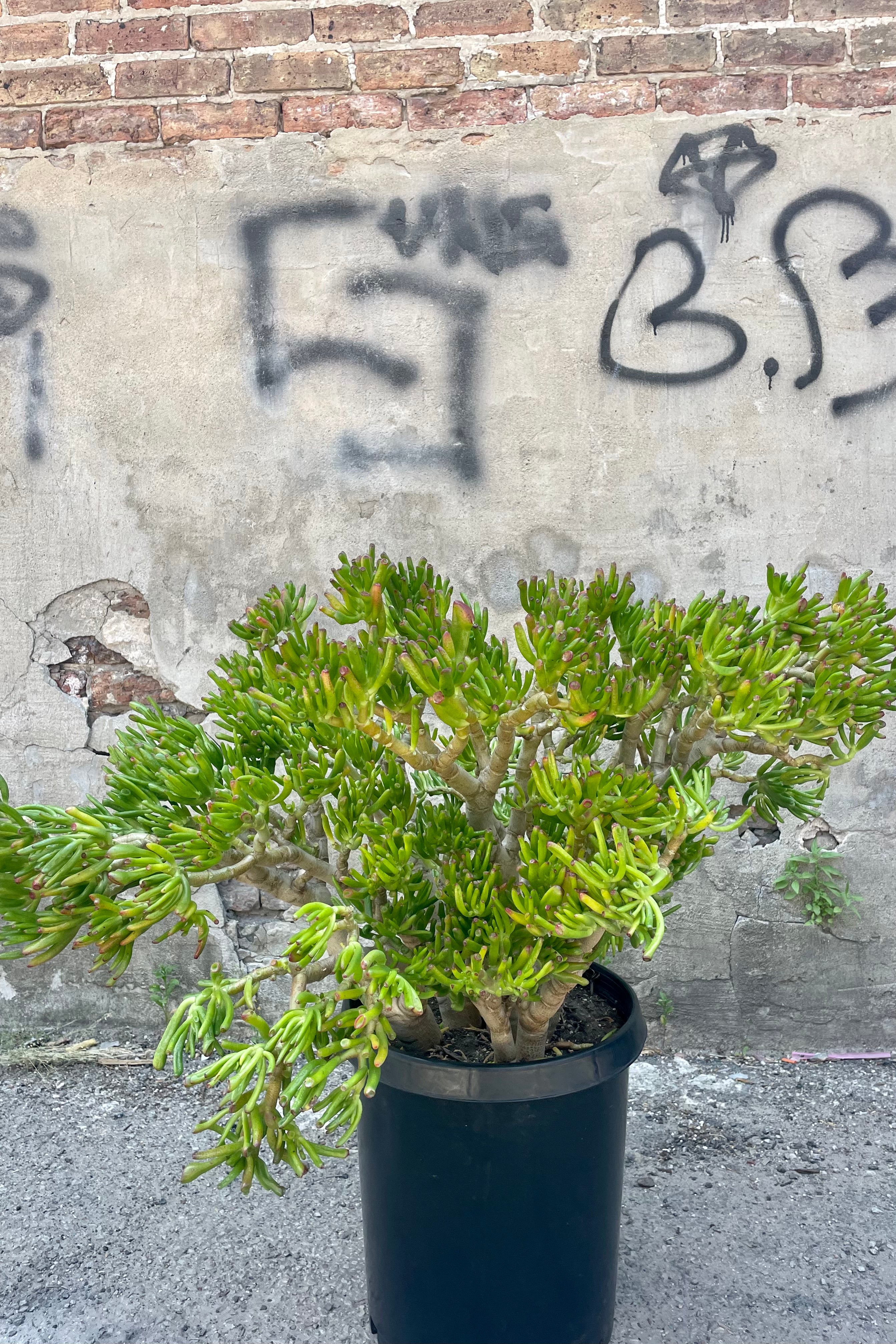 Crassula Ovata 'Hobbit' Jade Plant - #10 Pot Size - Unique Succulent for Home Decor, Office Desk & Gift Giving