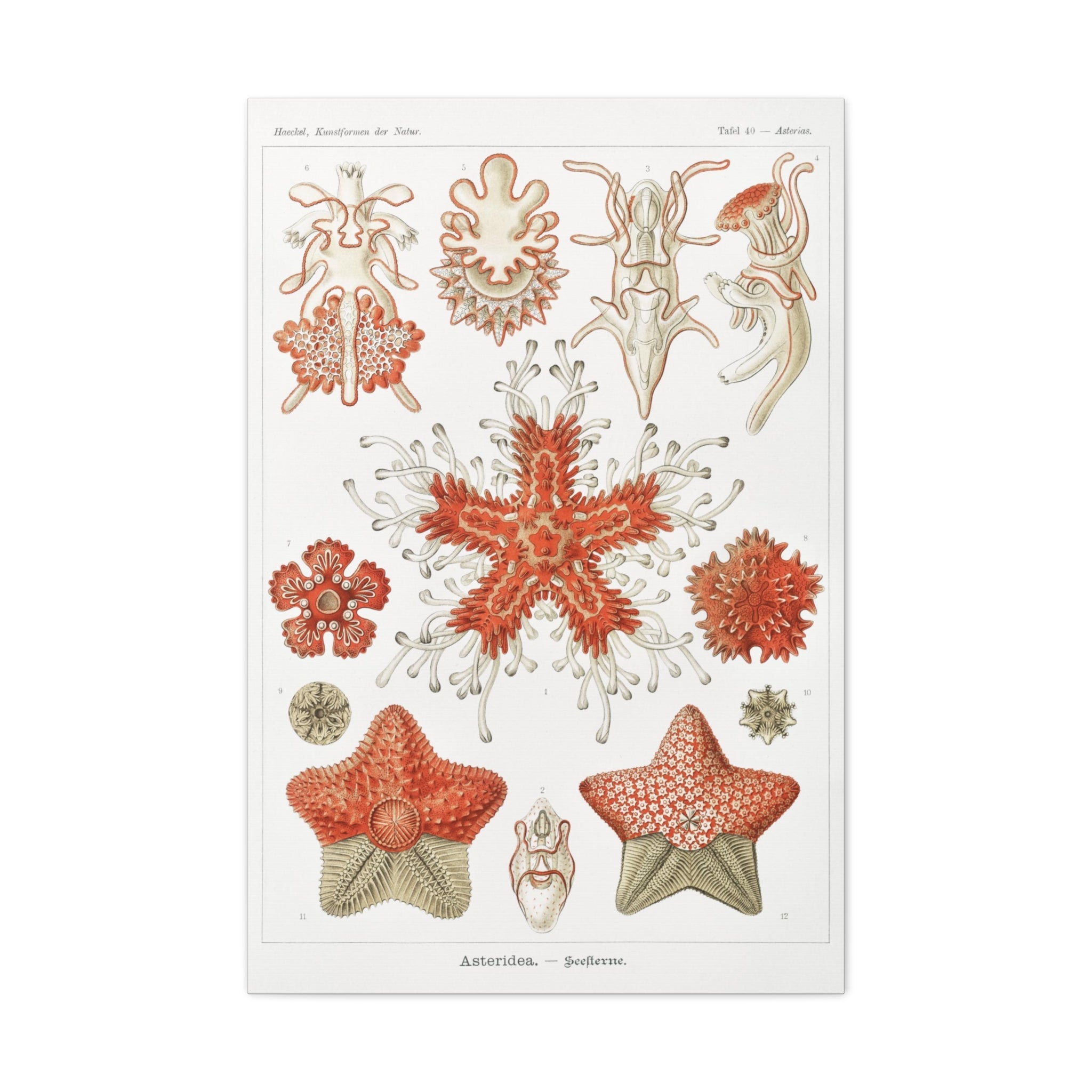 Ernst Haeckel Asteridea Seesterne Starfish Art Print - Premium Canvas Wall Decor for Living Room, Bedroom & Office