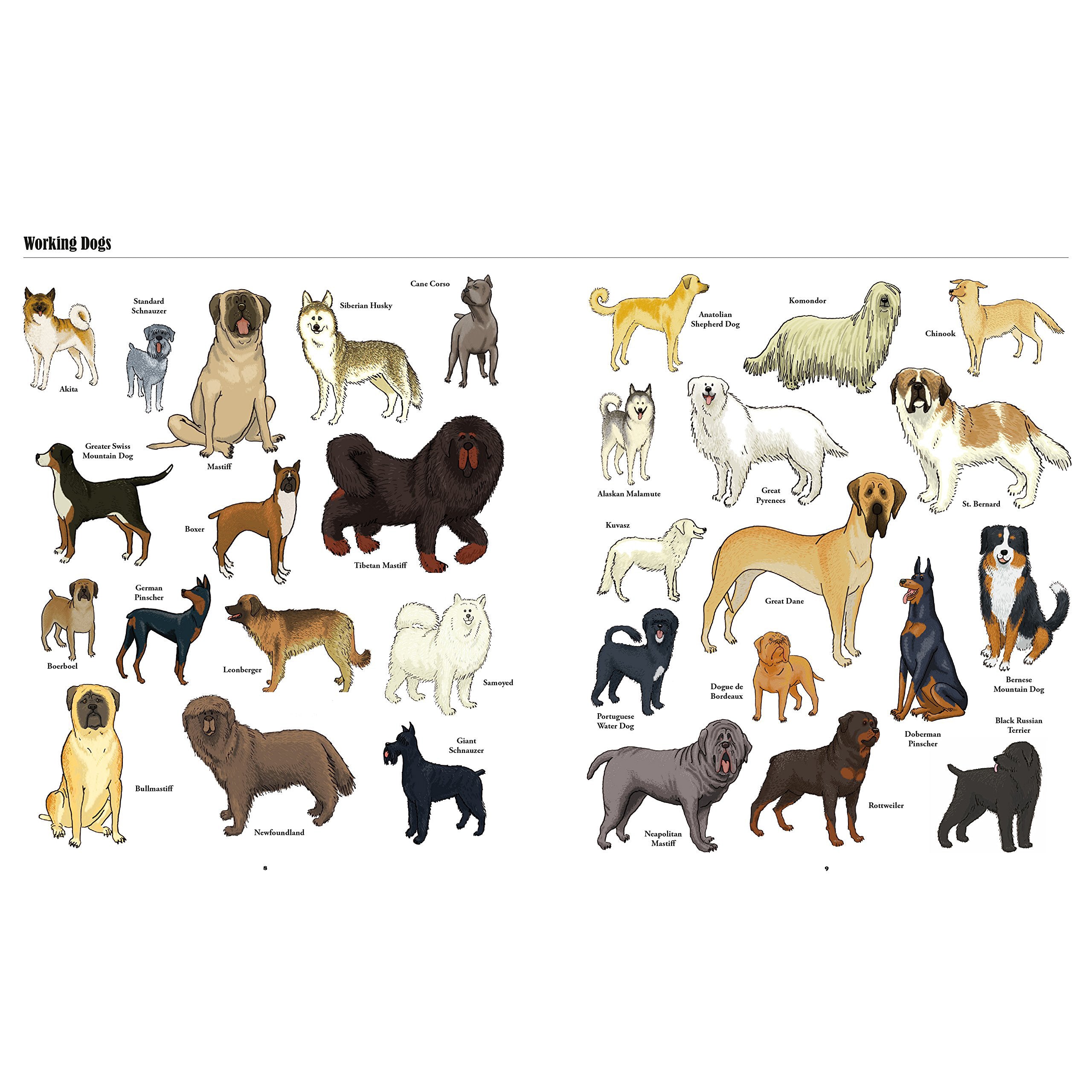Big Dogs, Little Dogs: A Visual Guide to The World's Dog Breeds | Perfect for Dog Lovers, Pet Owners & Breed Identification