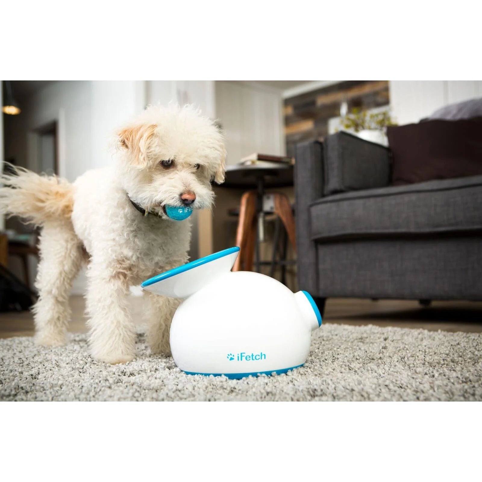 iFetch Original Automatic Ball Launcher for Dogs - Interactive Fetch Toy for Indoor/Outdoor Play, Training & Exercise - Perfect for Small to Medium Dogs