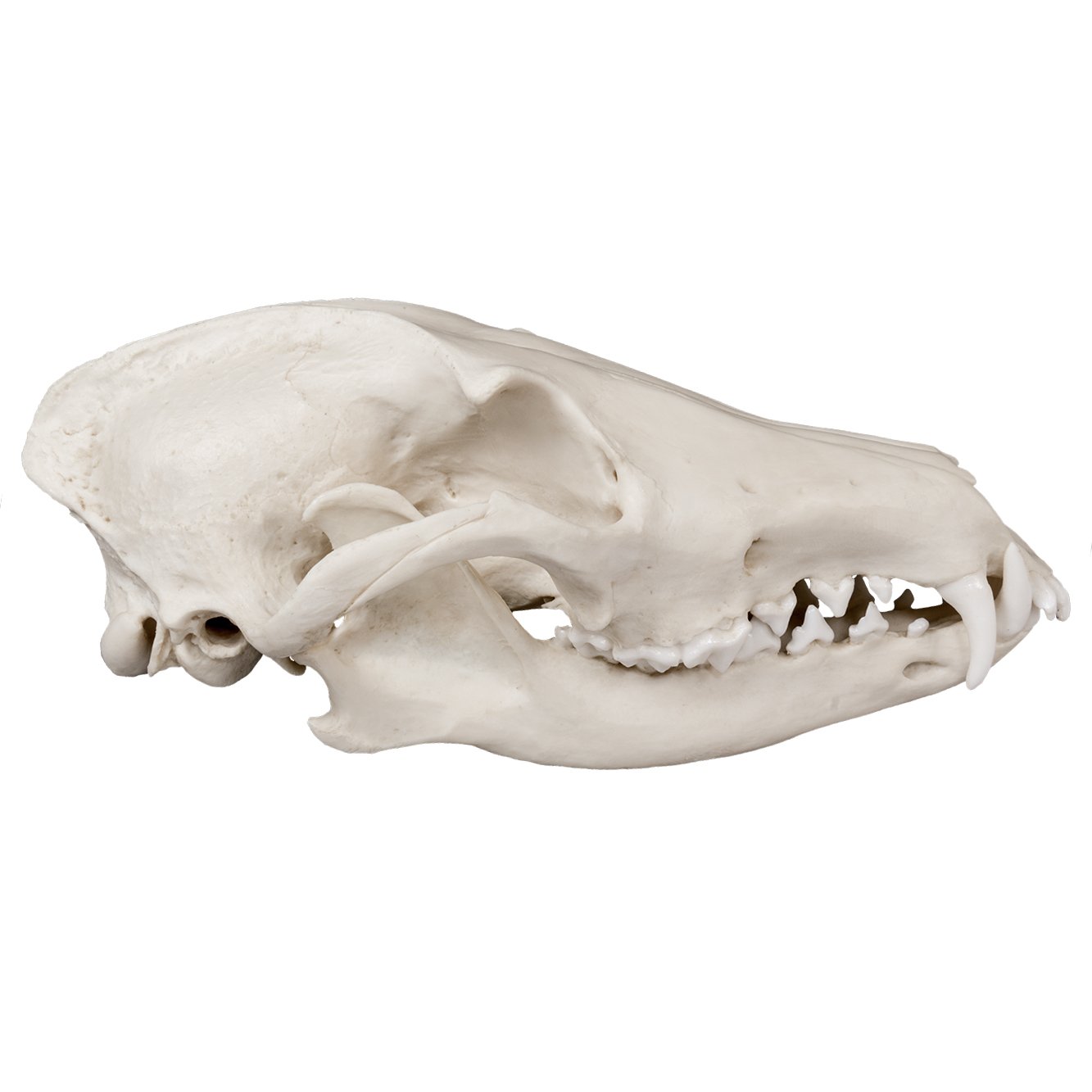 Replica Maned Wolf Skull - Lifelike Animal Skull Model for Home Decor, Halloween Props, and Educational Displays