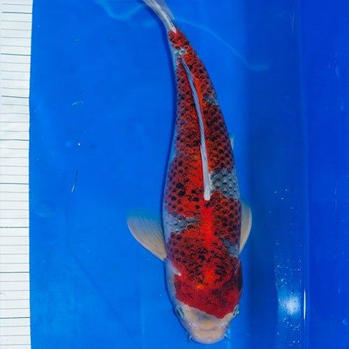 Premium Hand-Selected Koi Fish for Sale - Vibrant Colors & Healthy Pond Fish | Perfect for Outdoor Ponds, Water Gardens & Aquariums
