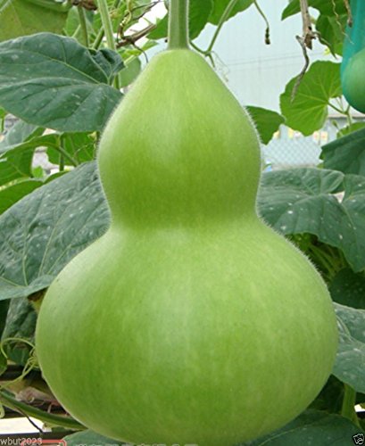 Giant Bottle Gourd Seeds (Lagenaria Leucantha) - 10 Pack for Home Garden Decoration & DIY Crafts | Ornamental Gourd Planting for Fall Decor, Thanksgiving Centerpieces, and Unique Handmade Projects
