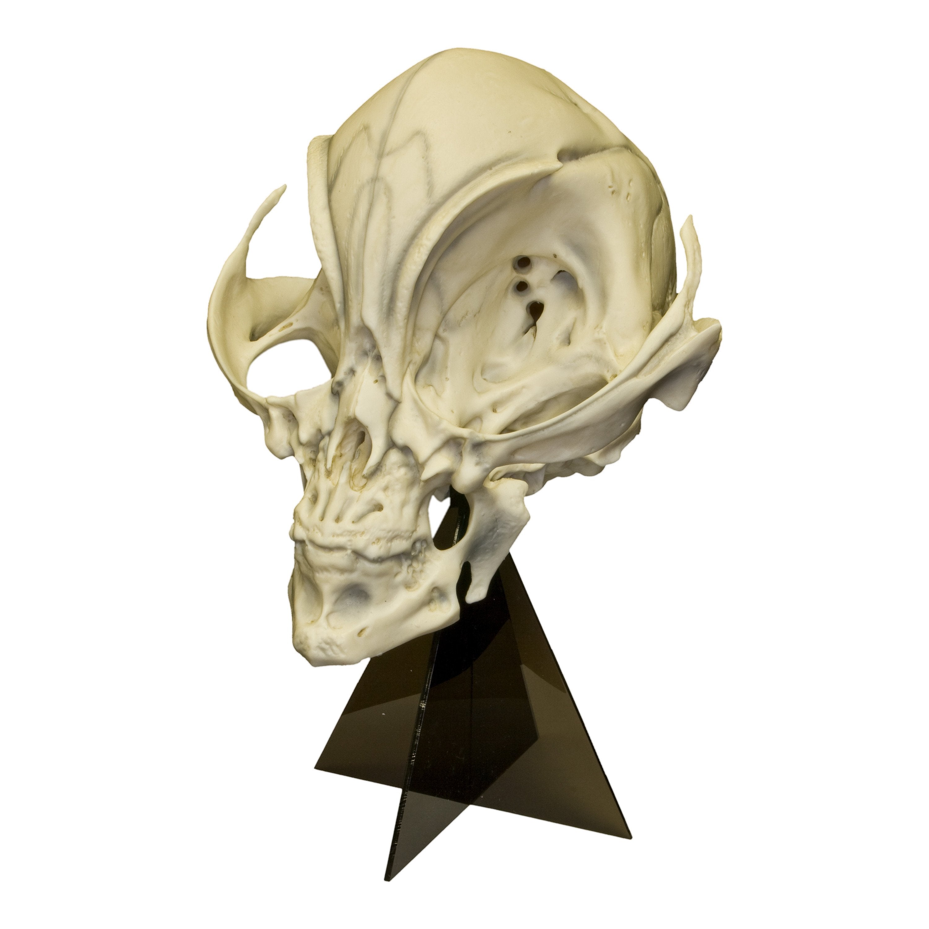 Alien Skull Replica with Display Stand - Perfect for Sci-Fi Collectors, Halloween Decor, and Movie Prop Displays