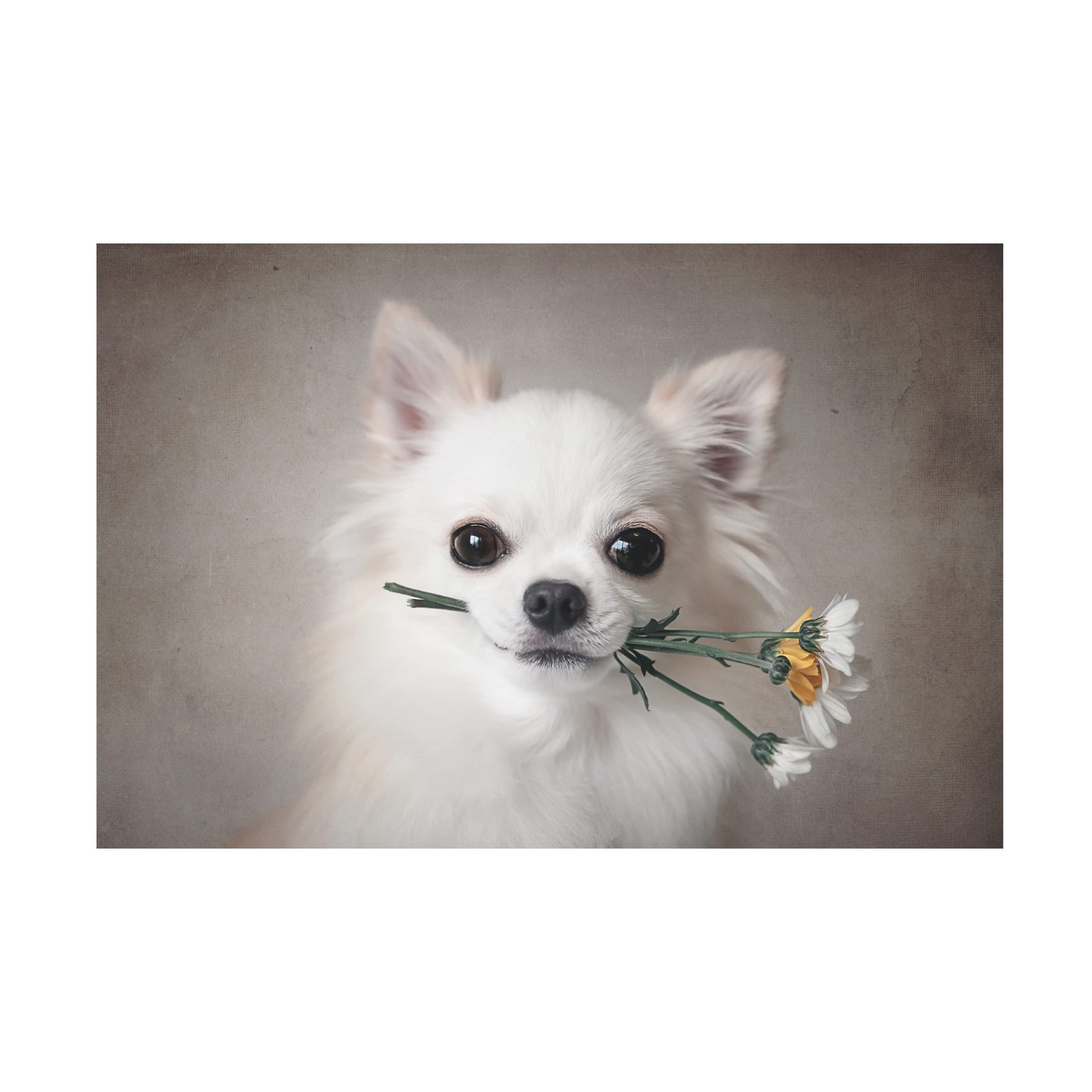 Trademark Fine Art 'Chihuahua With Flowers' Canvas Wall Art Print by Lienjp - Perfect for Living Room, Bedroom & Office Decor